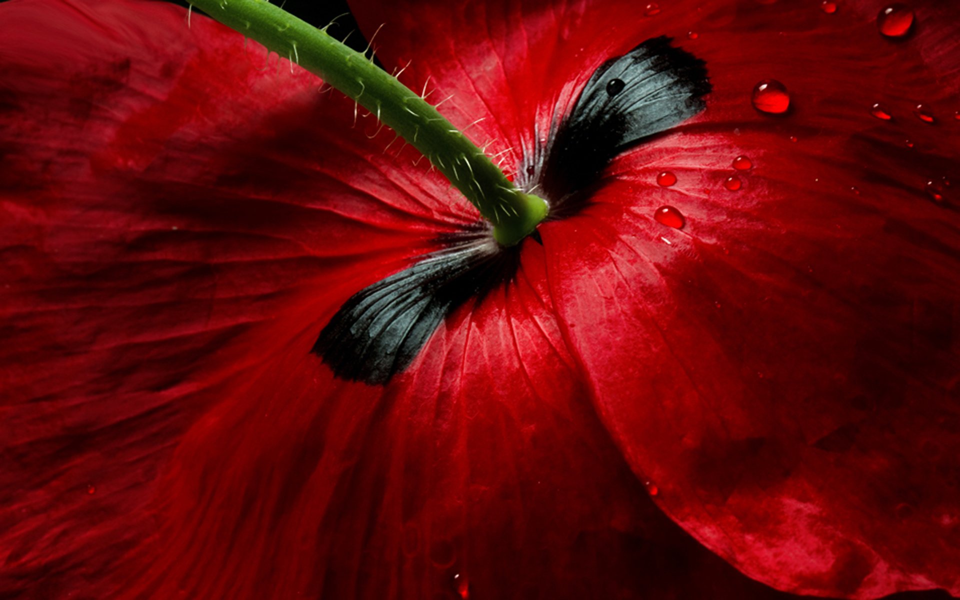 fleur macro coquelicot rouge gouttes tige pétales