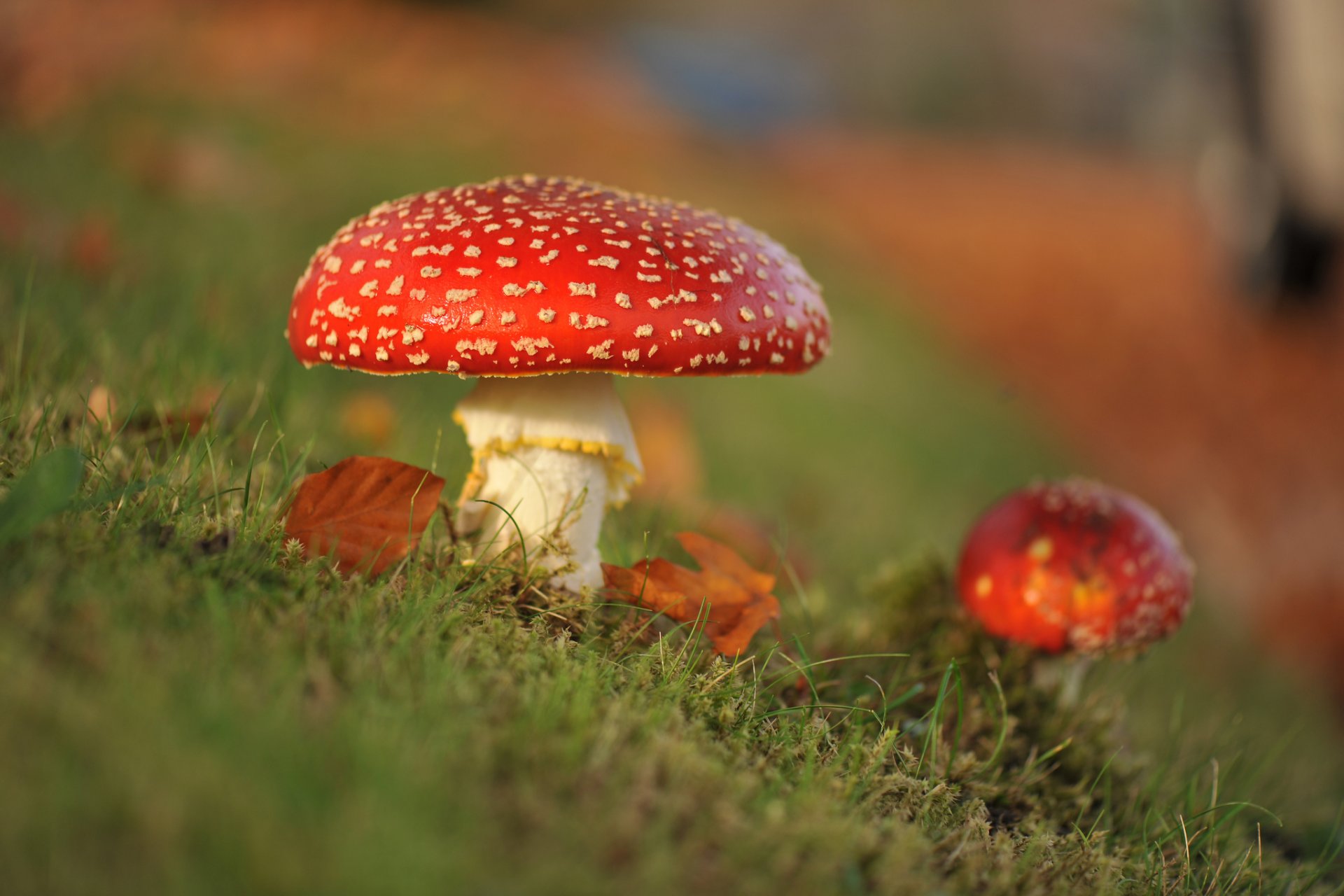 macro funghi amanita autunno