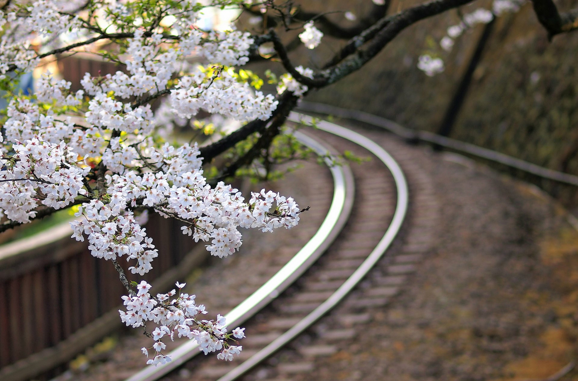 japon sakura fleurs arbre branches chemin de fer macro flou