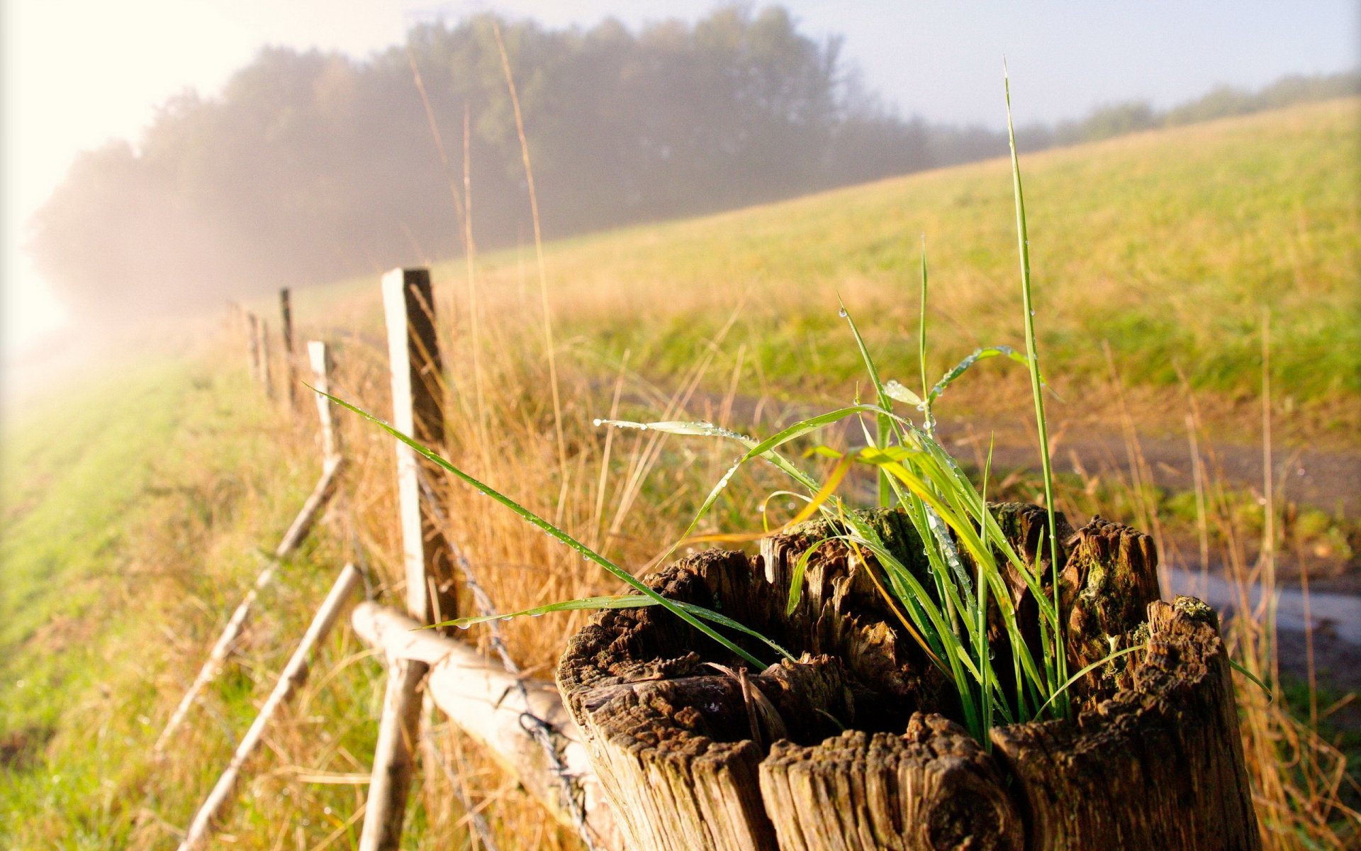 herbe clôture gros plan