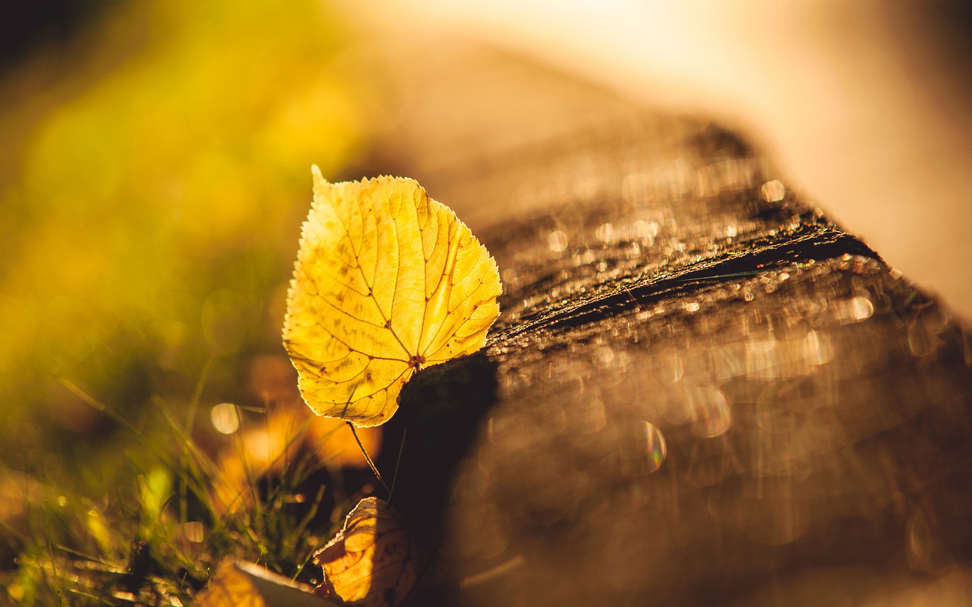 leaf reflections grass close up blur autumn