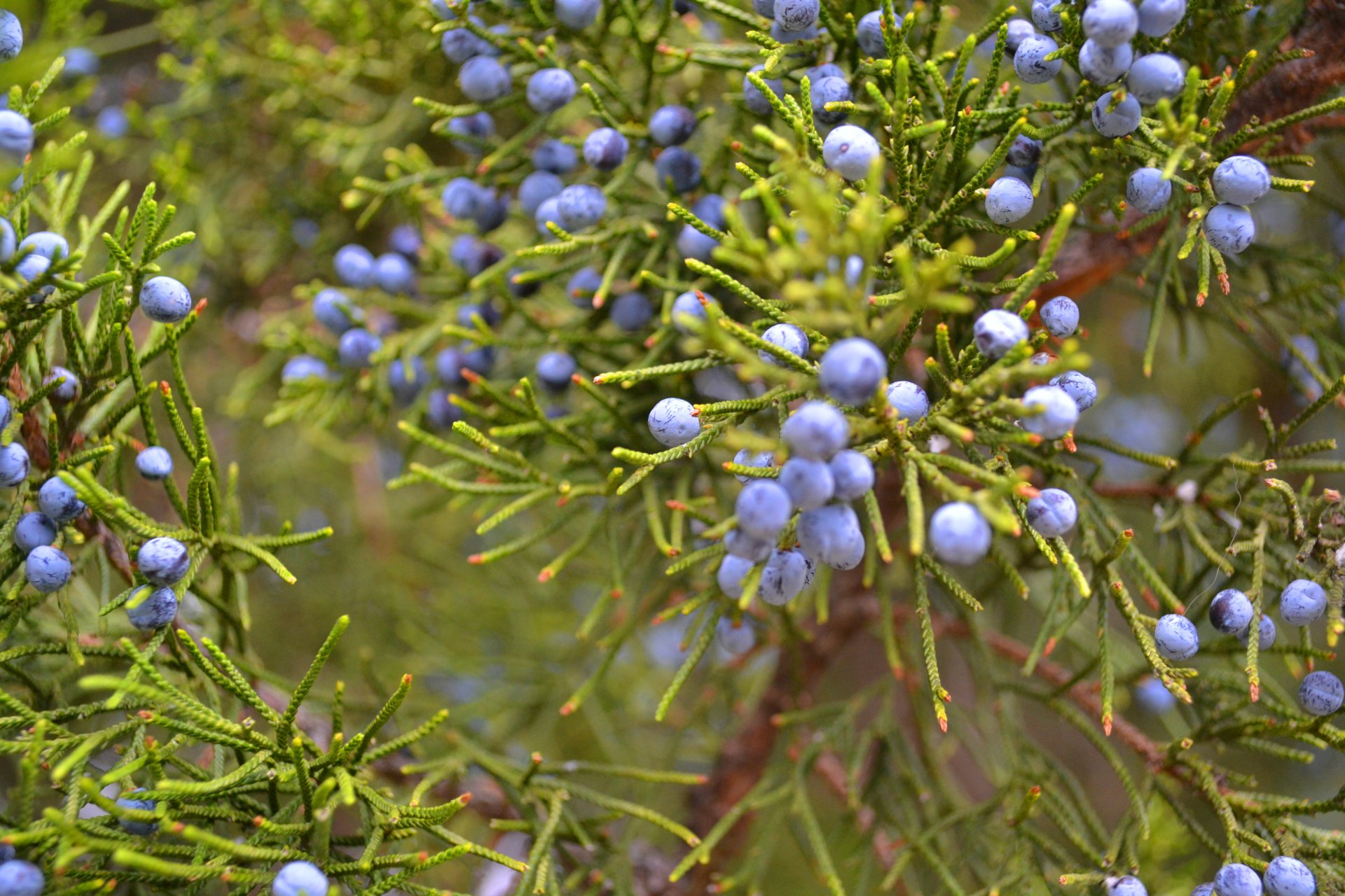 wacholder beeren busch pflanze grüns