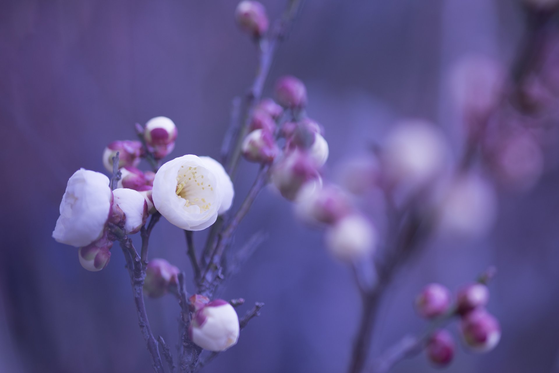 weiß rosa blumen blütenblätter knospen zweige makro unschärfe flieder hintergrund