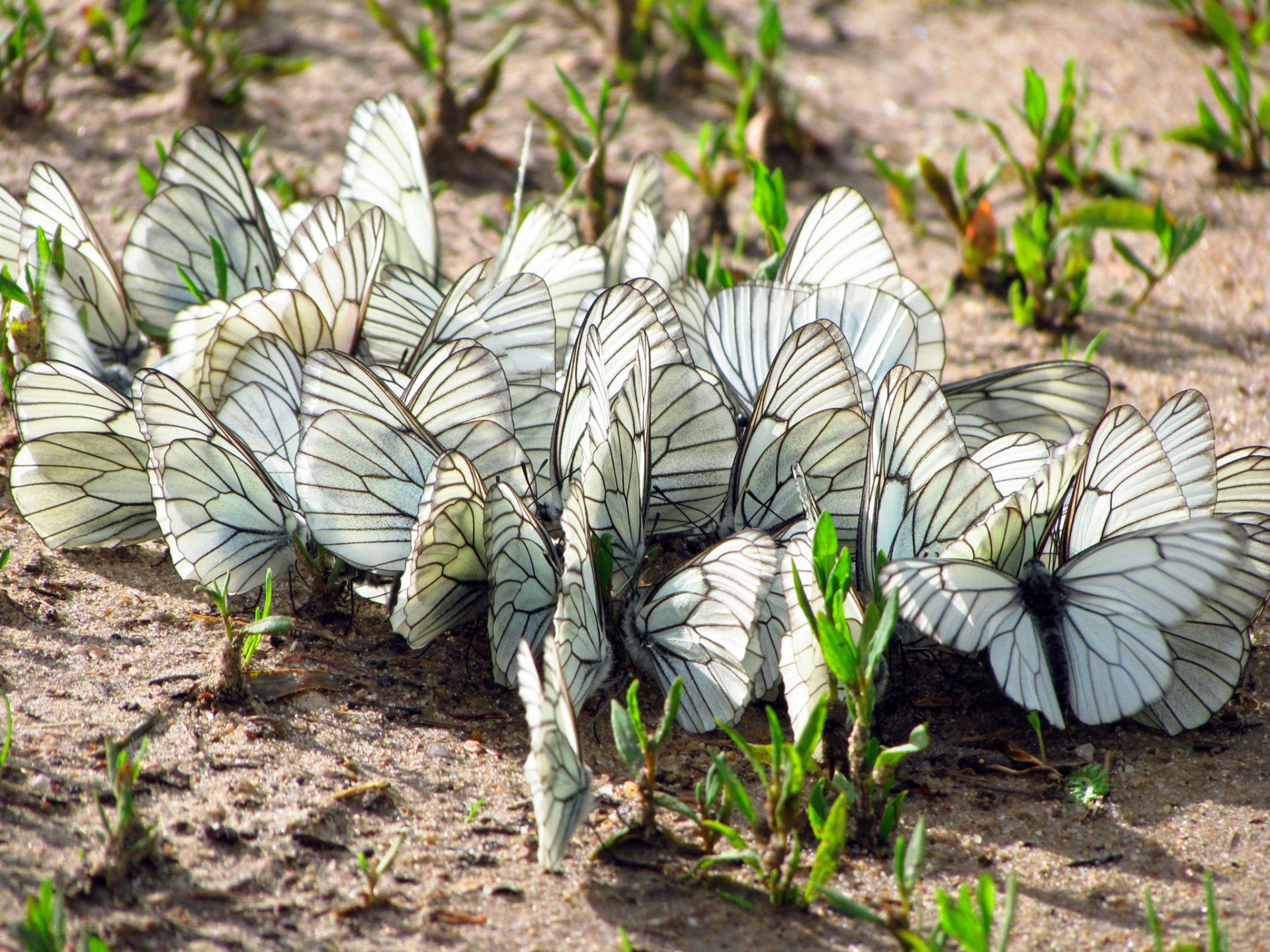 land grass butterfly moth wings insect