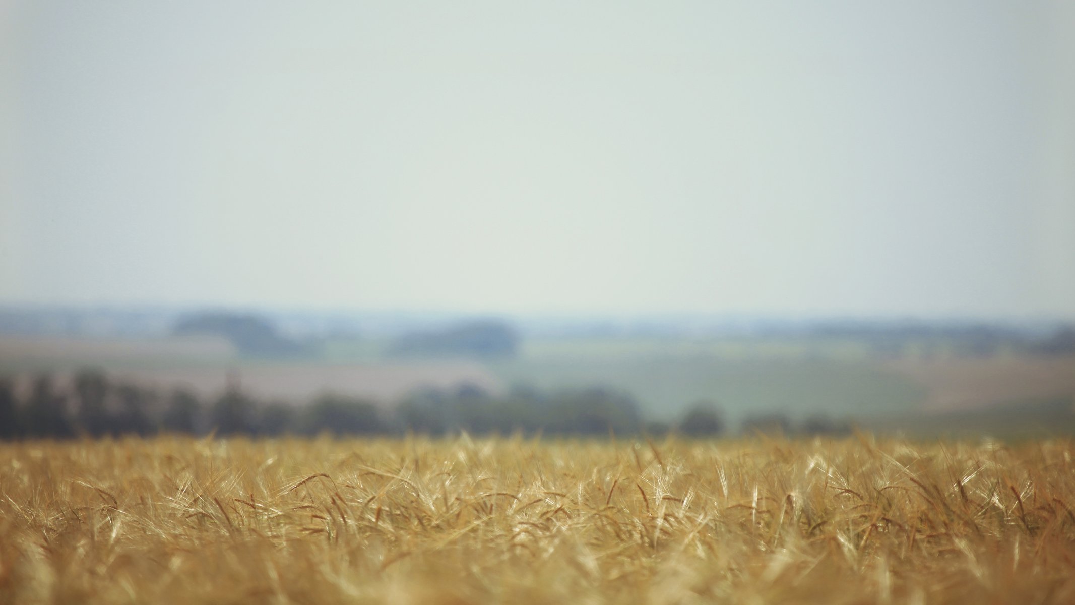 the field wheat nature ears blur