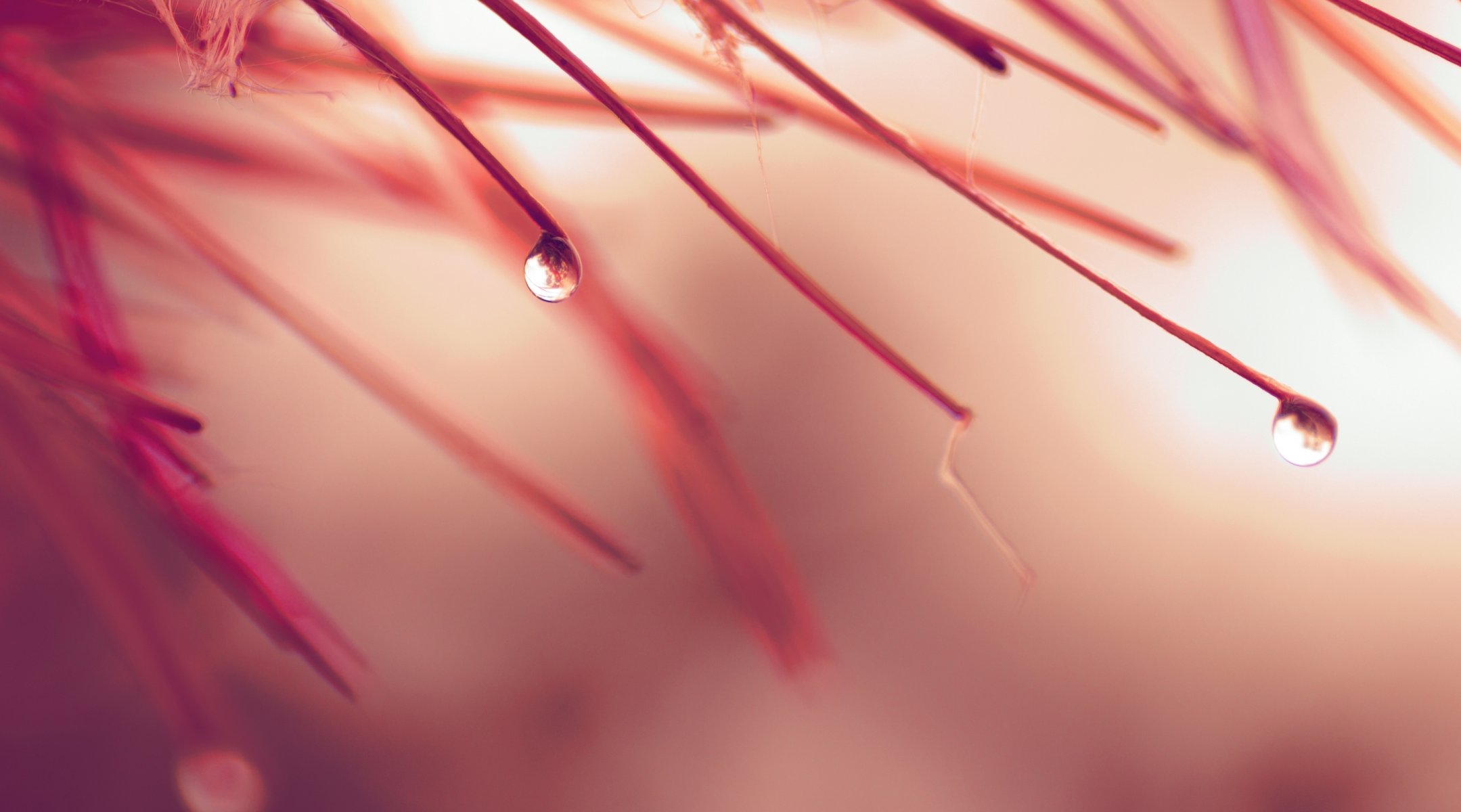 herbst regen tropfen blätter farbe sanft