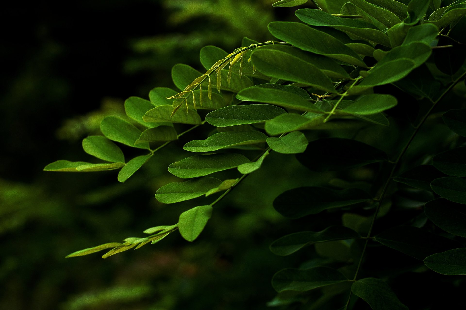 branche feuilles verdure gros plan