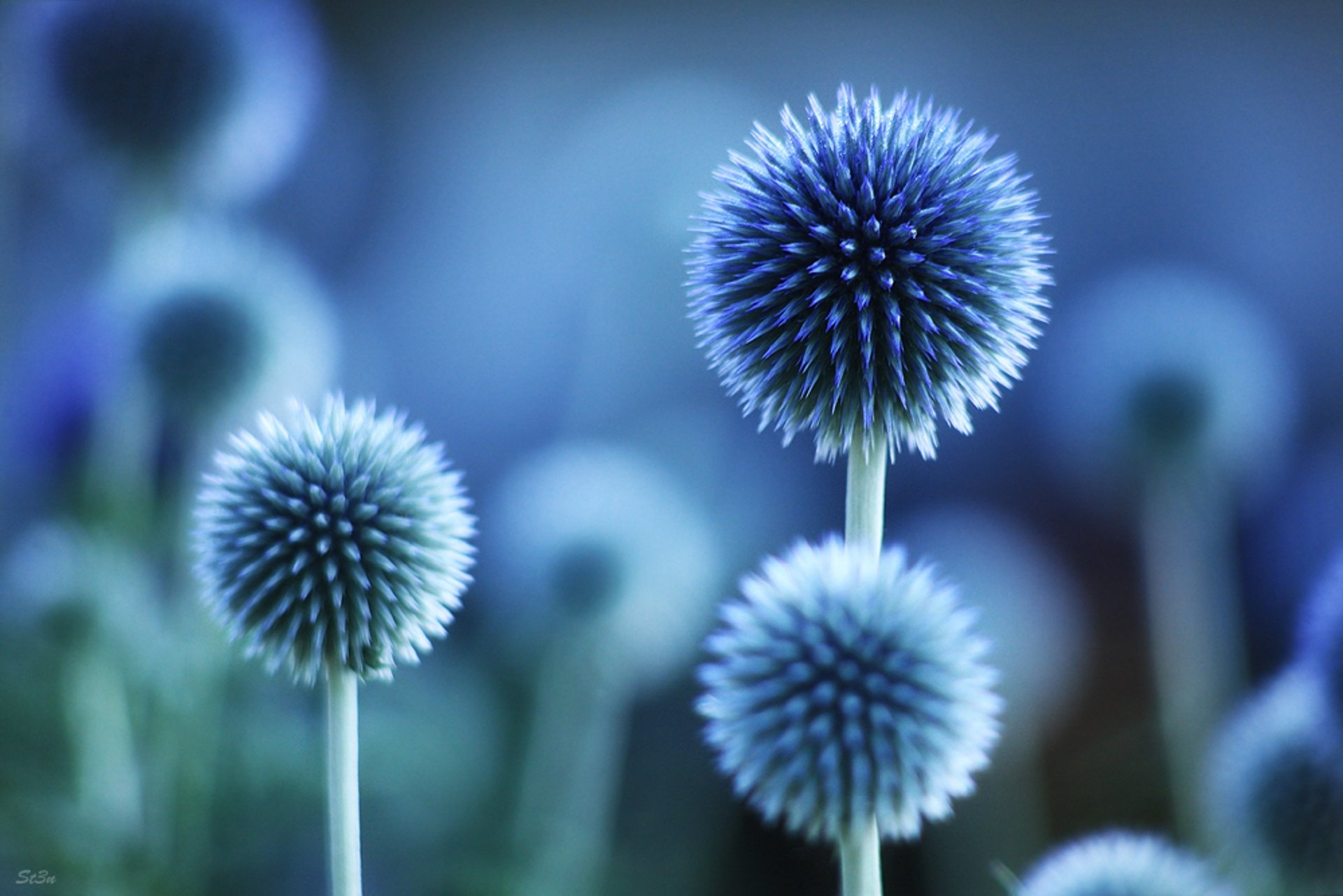 makro blumen pflanzen. blau farbe stimmung