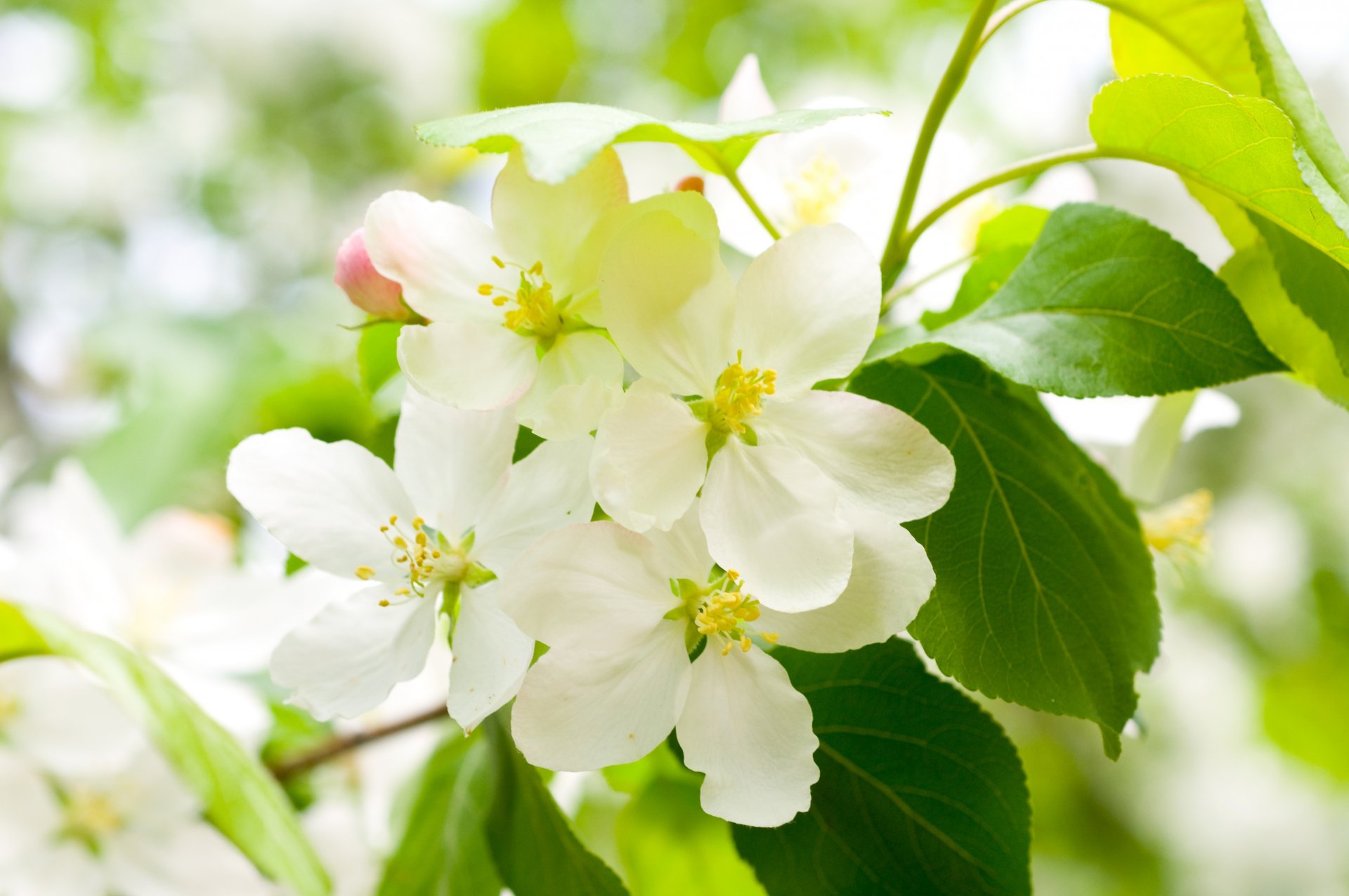 cherry bloom spring flower white petals branch tree leaves green