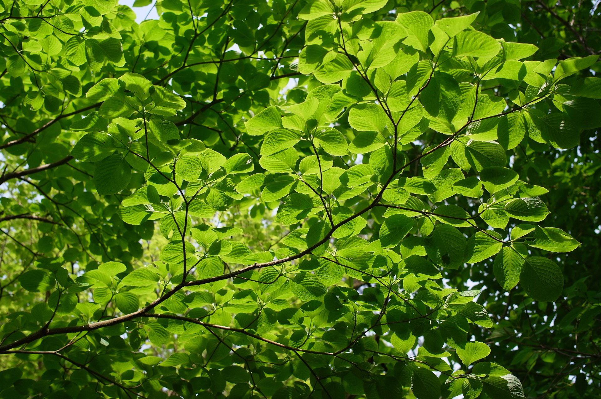 gros plan branches feuillage arbre été verdure