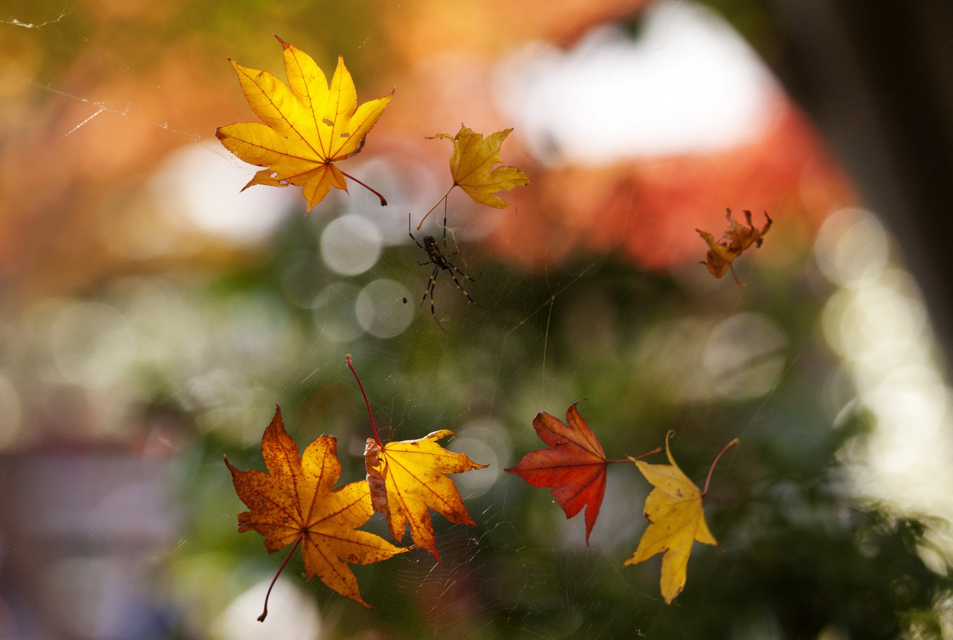 close up autumn web spider foliage bokeh