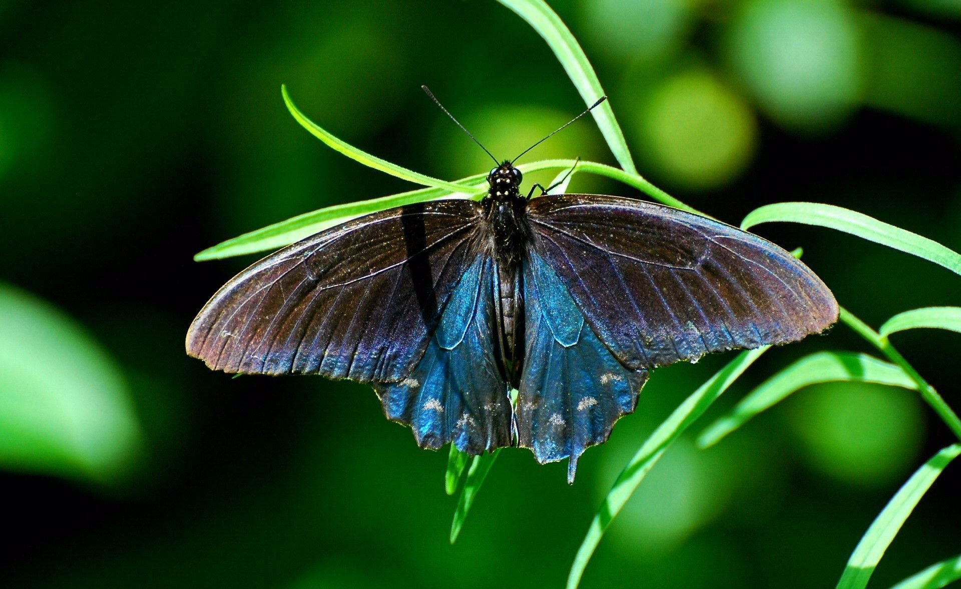 schmetterling insekt gras