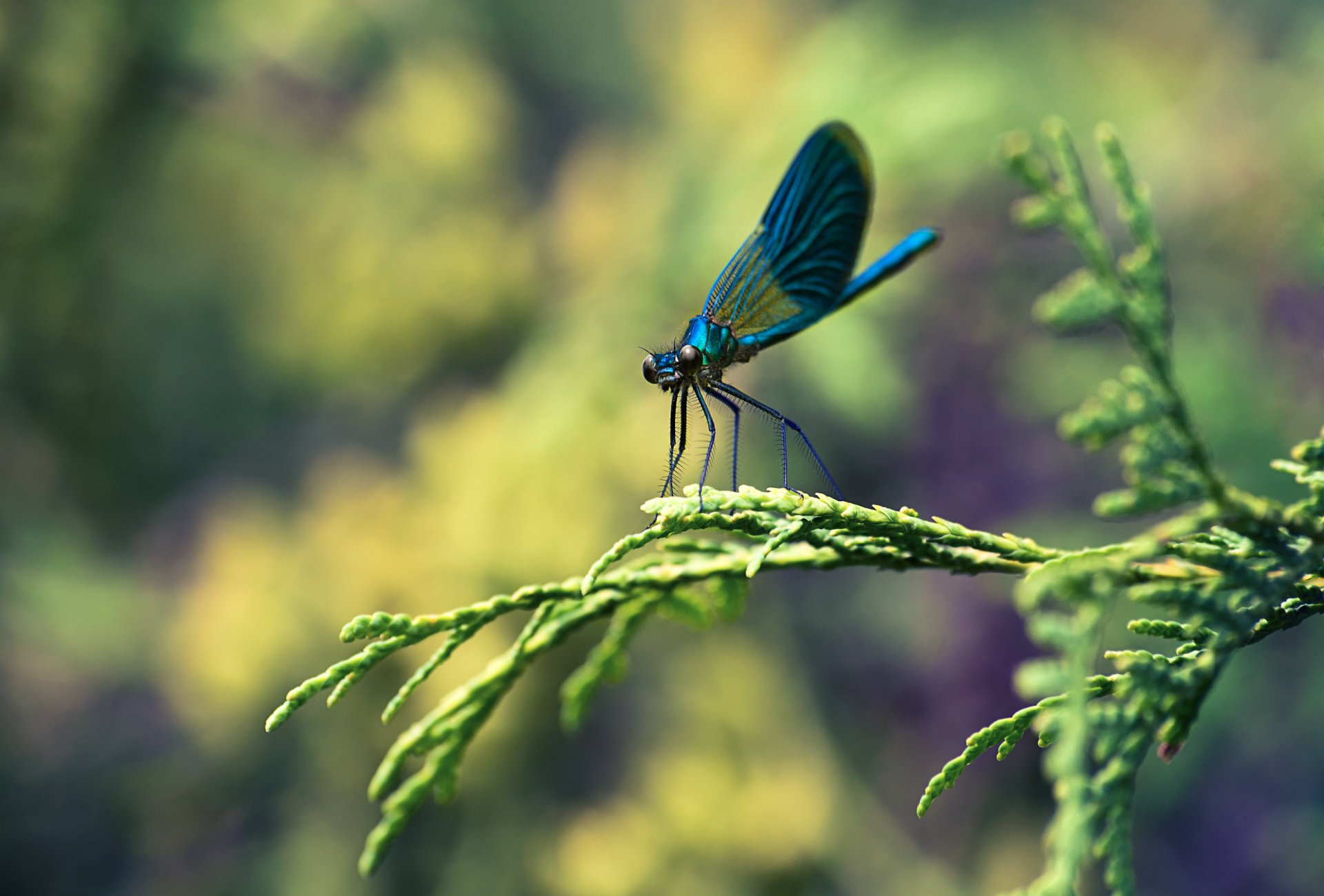 libellula insetto ramo macro