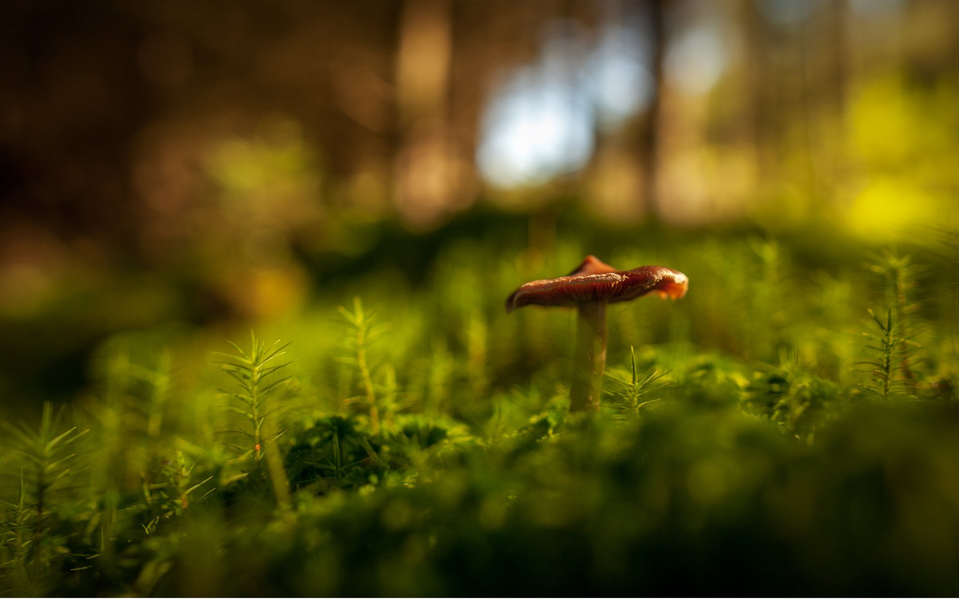 close up forest mushroom grass green bokeh