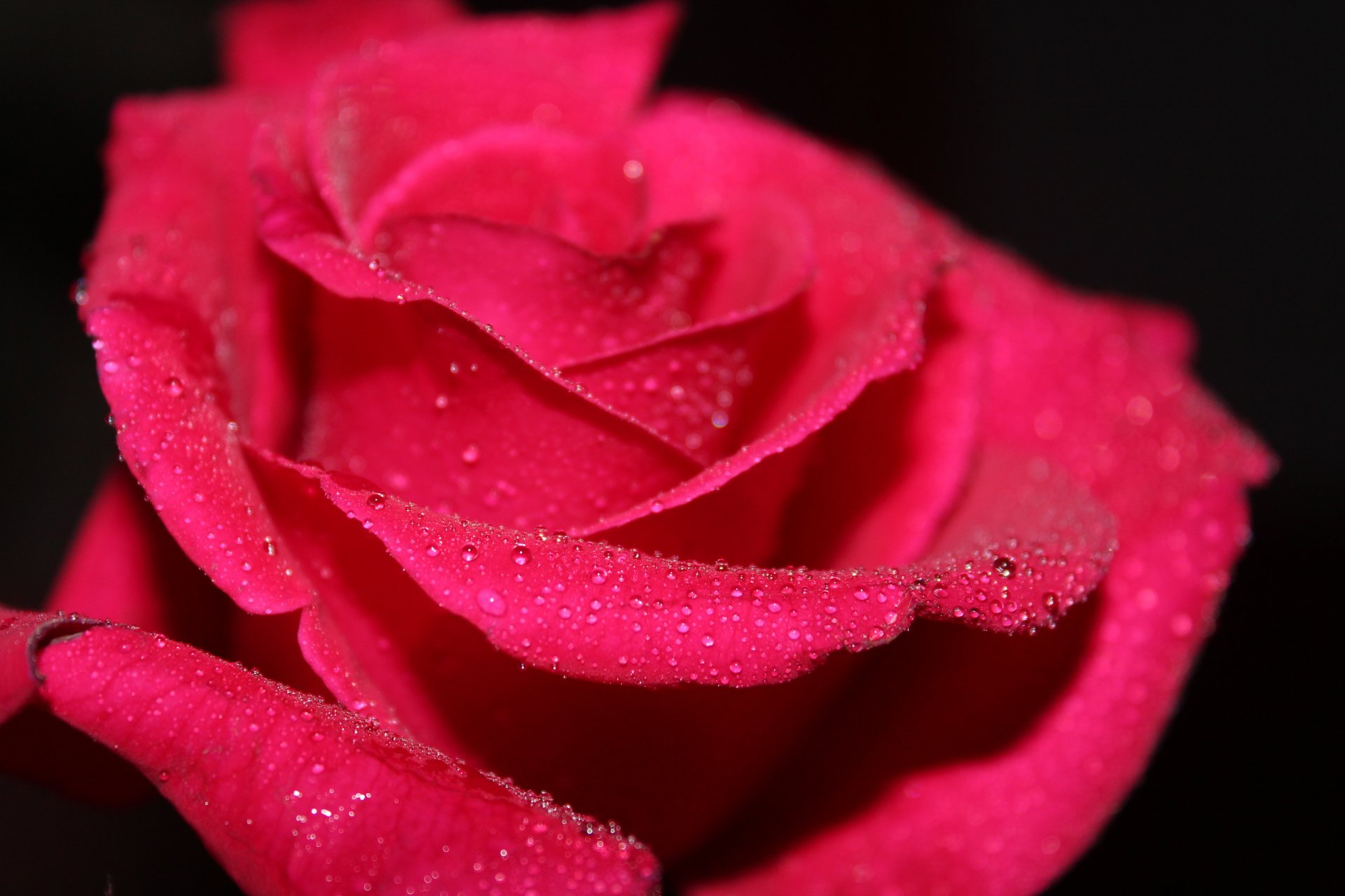 macro macro fiore rosa rosso acqua gocce rugiada petali sfondo nero