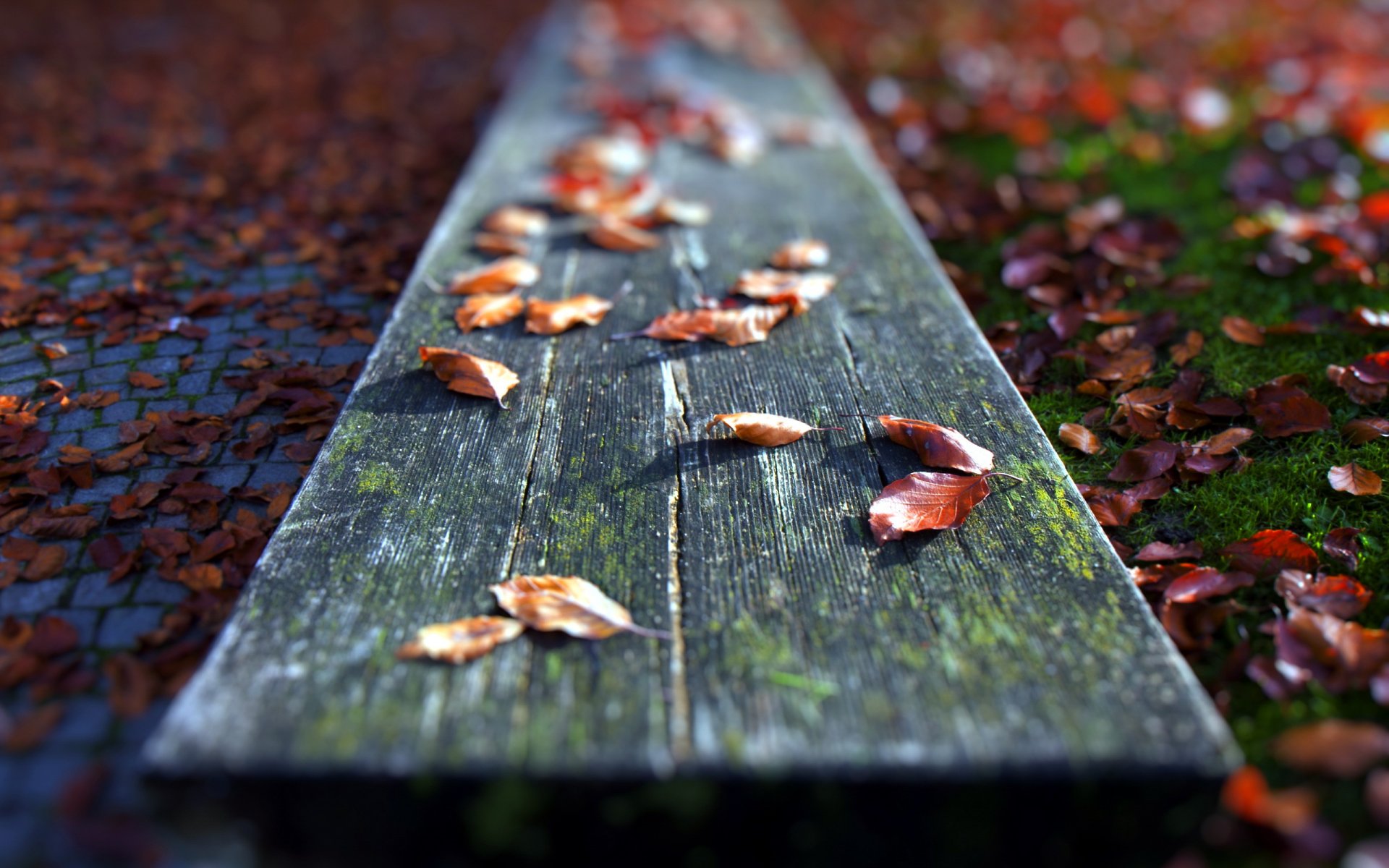 leaves bench close up