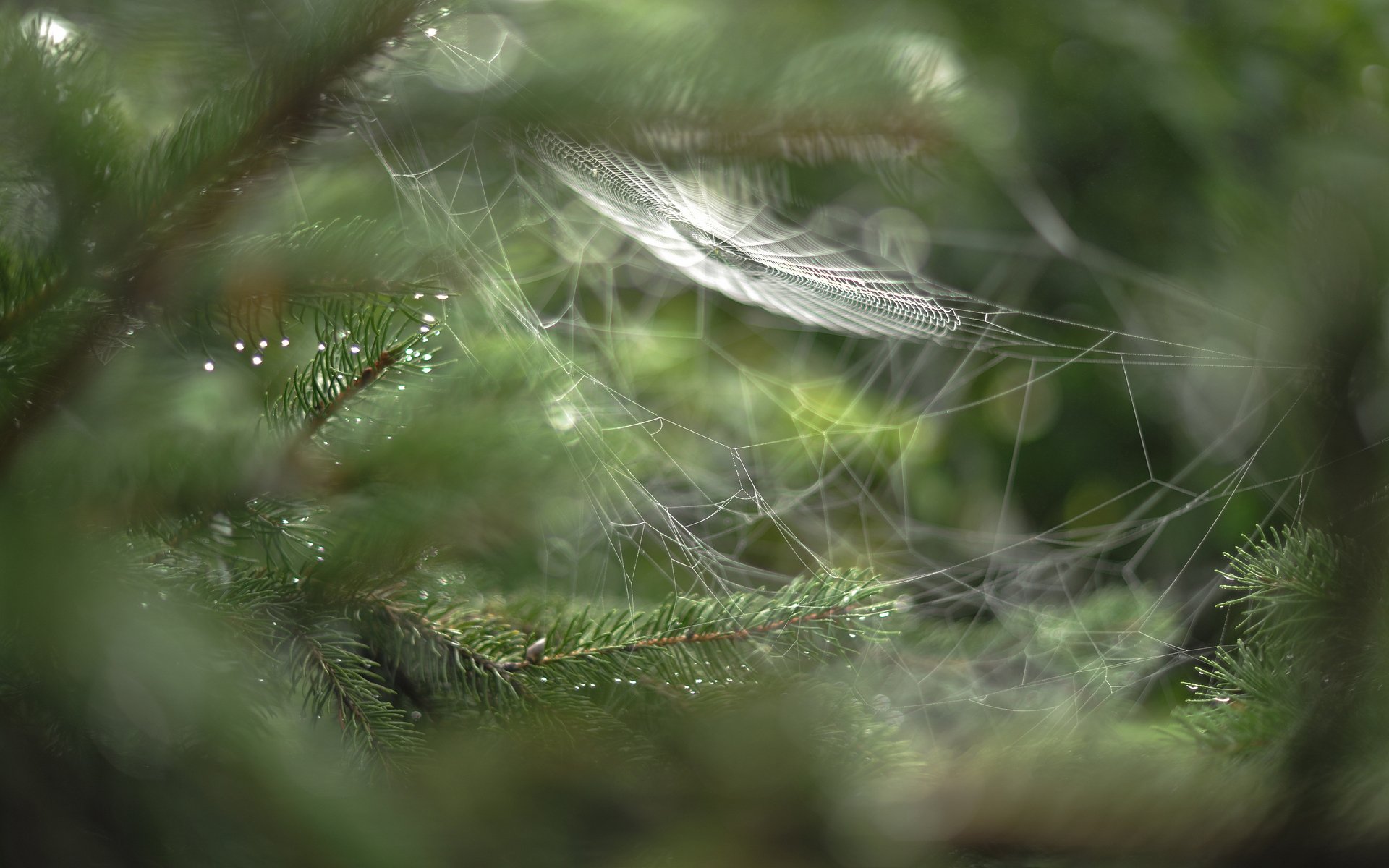 macro romarin toile d araignée branches gouttes