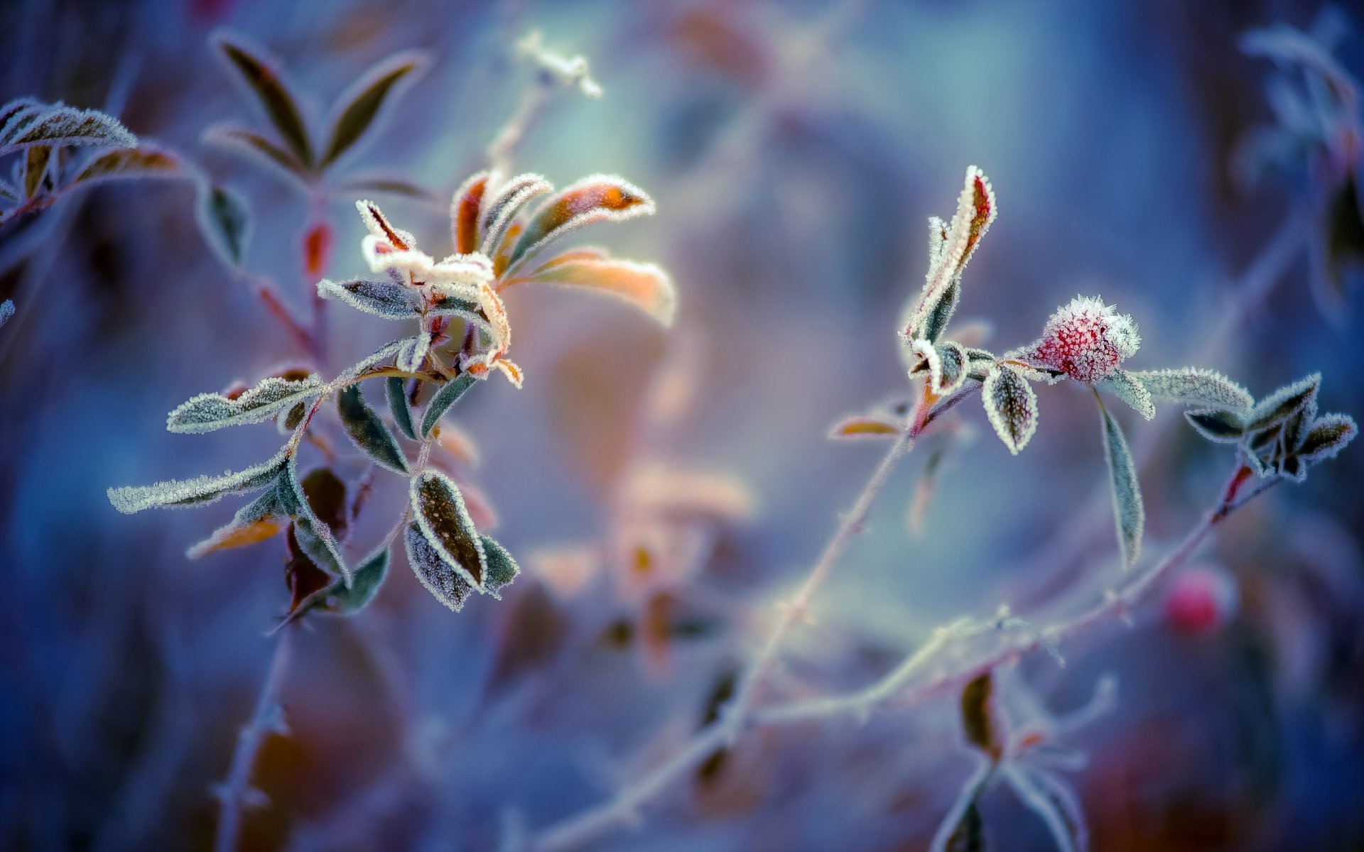 plantas escarcha macro