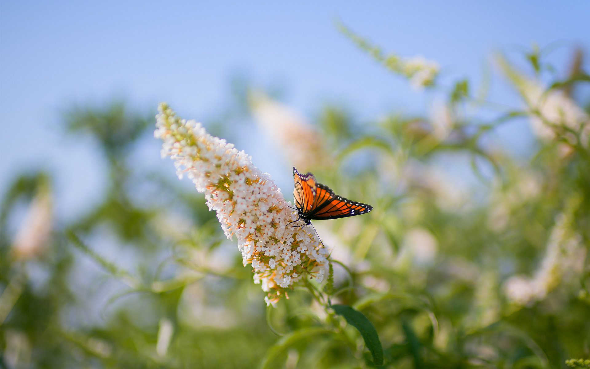 butterfly flower close up plant blur