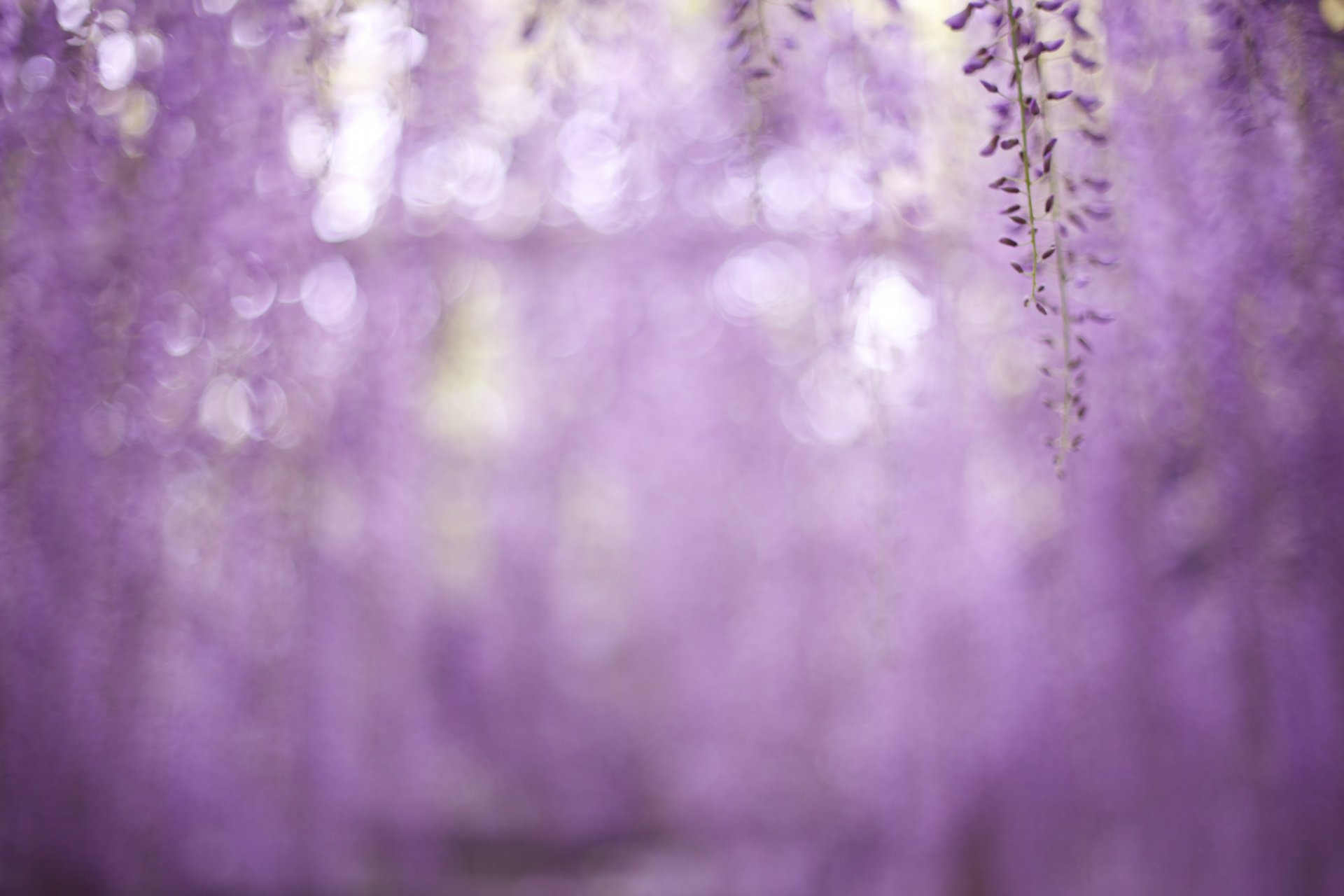 glycine branches purple flower close up blur reflection