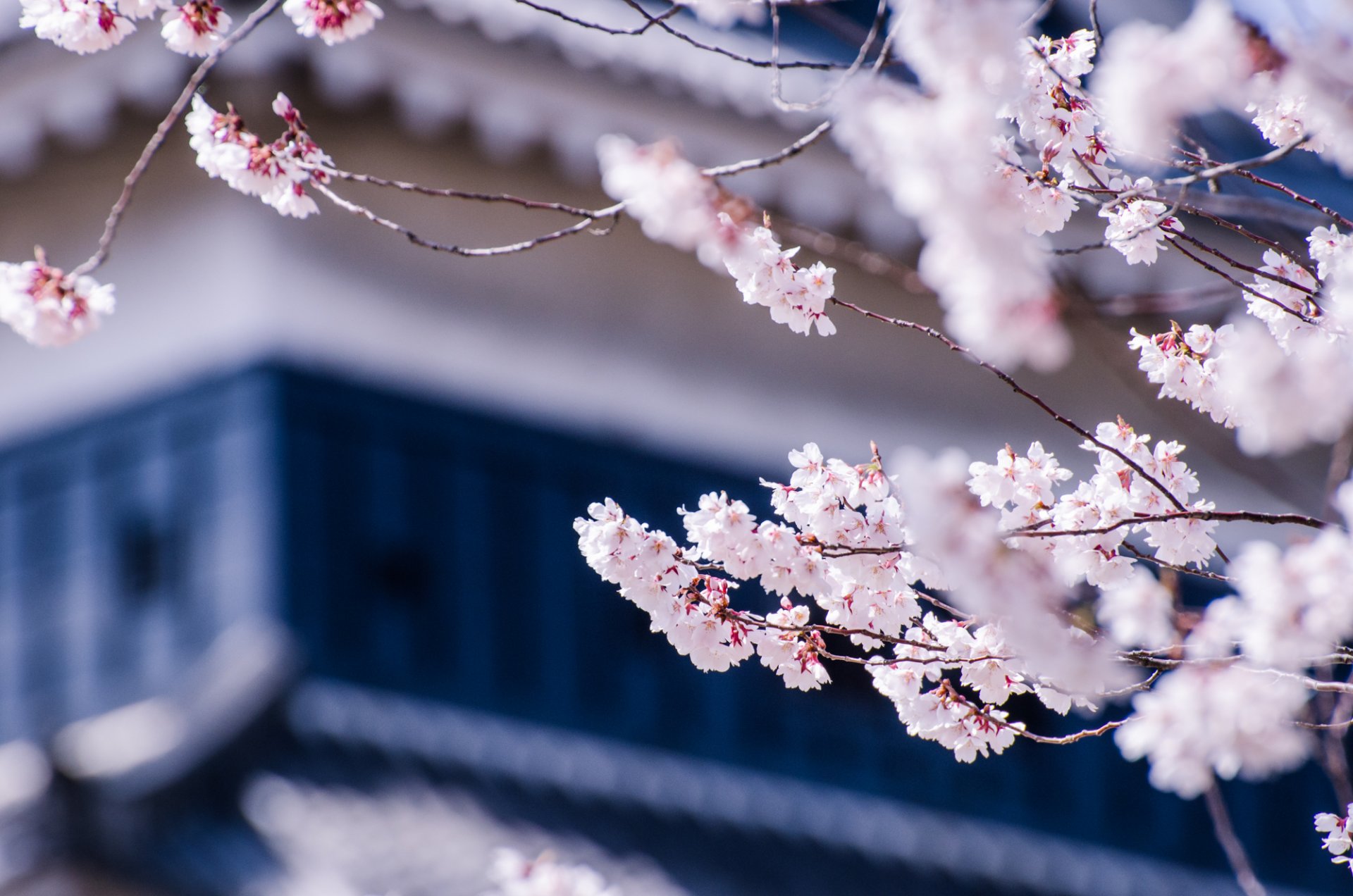 japón matsumoto prefectura de nagano árbol cereza sakura ramas flores floración macro desenfoque