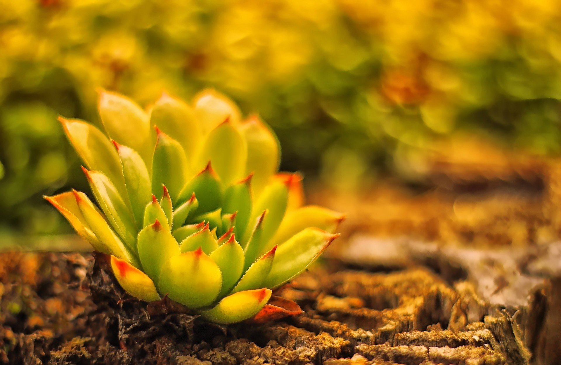 terra pianta sfocatura cactus giovane rosa di pietra tenace