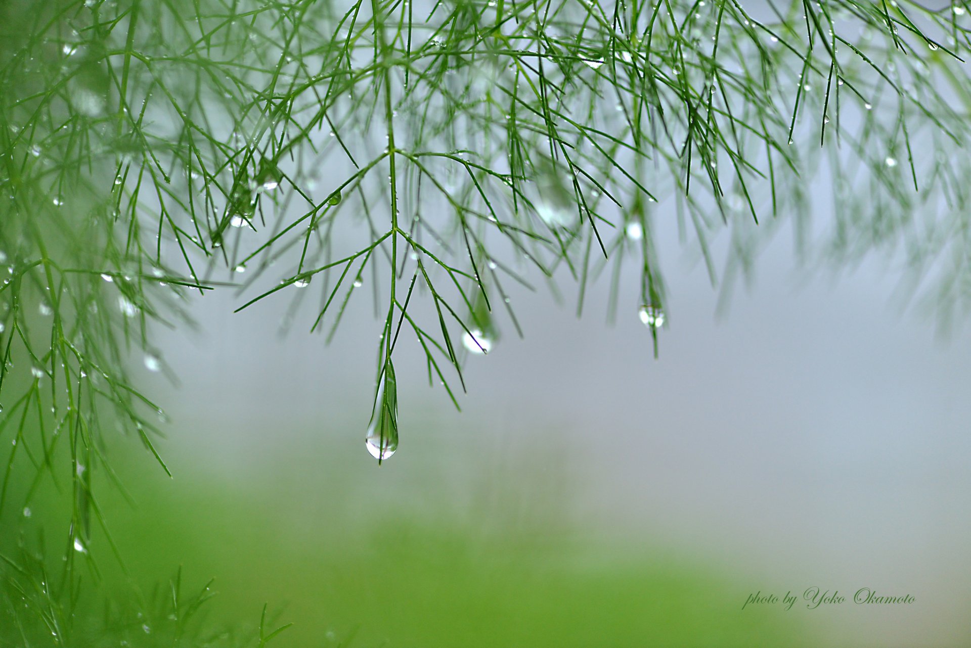 yoko okamoto plant branches green asparagus water droplets fog damp