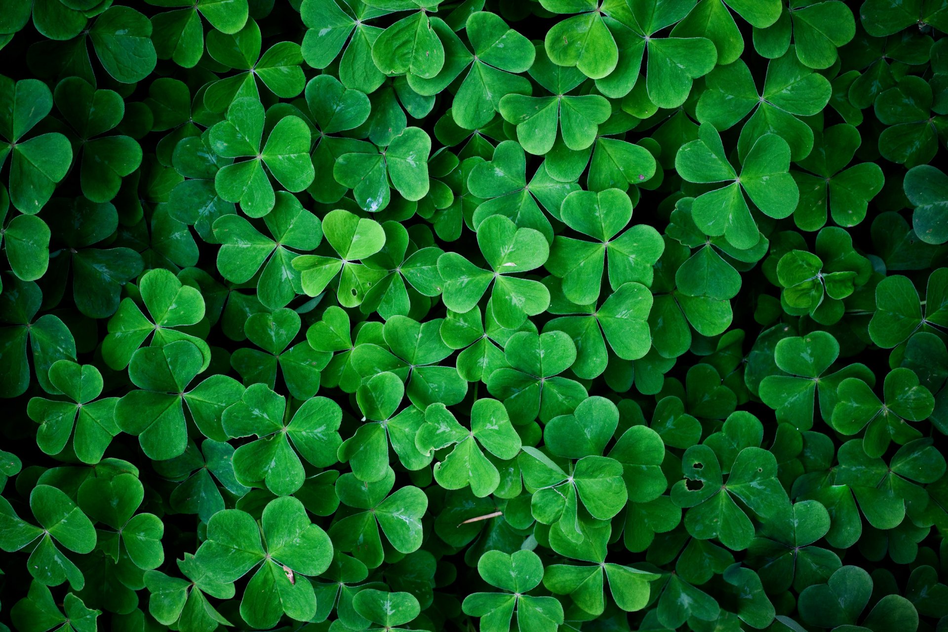 oxalis clover grass leaves close up