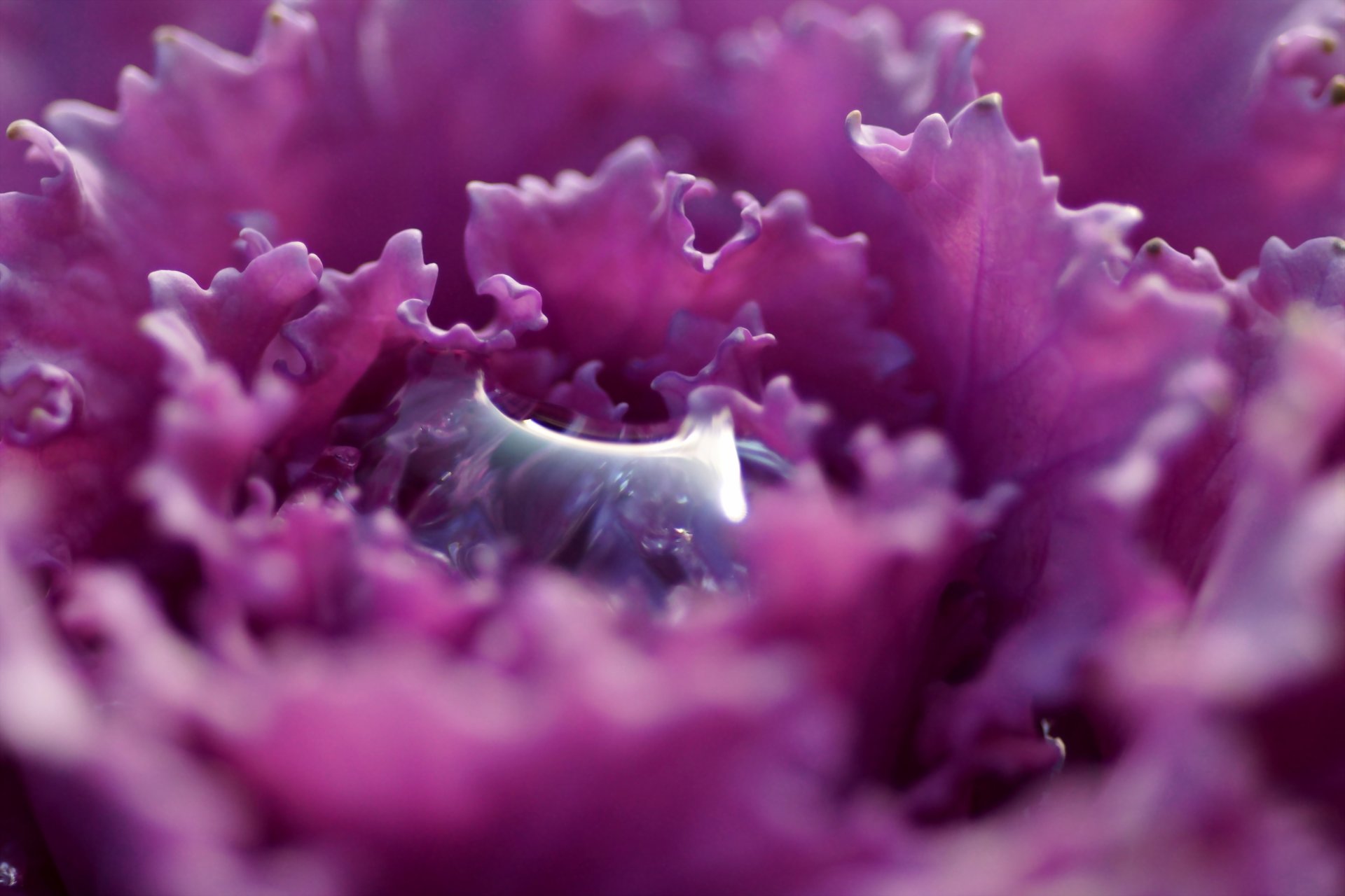 drop flower purple petals carved