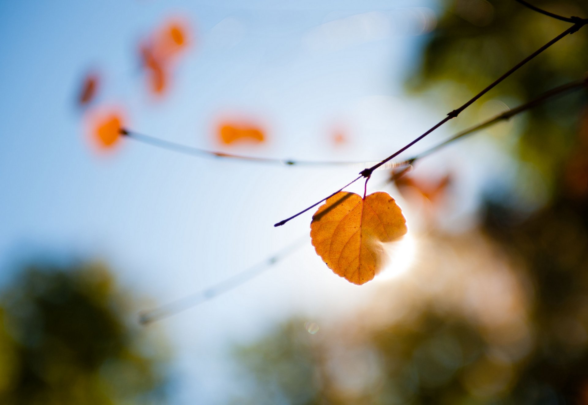 makro zweige licht blendung blatt herbst