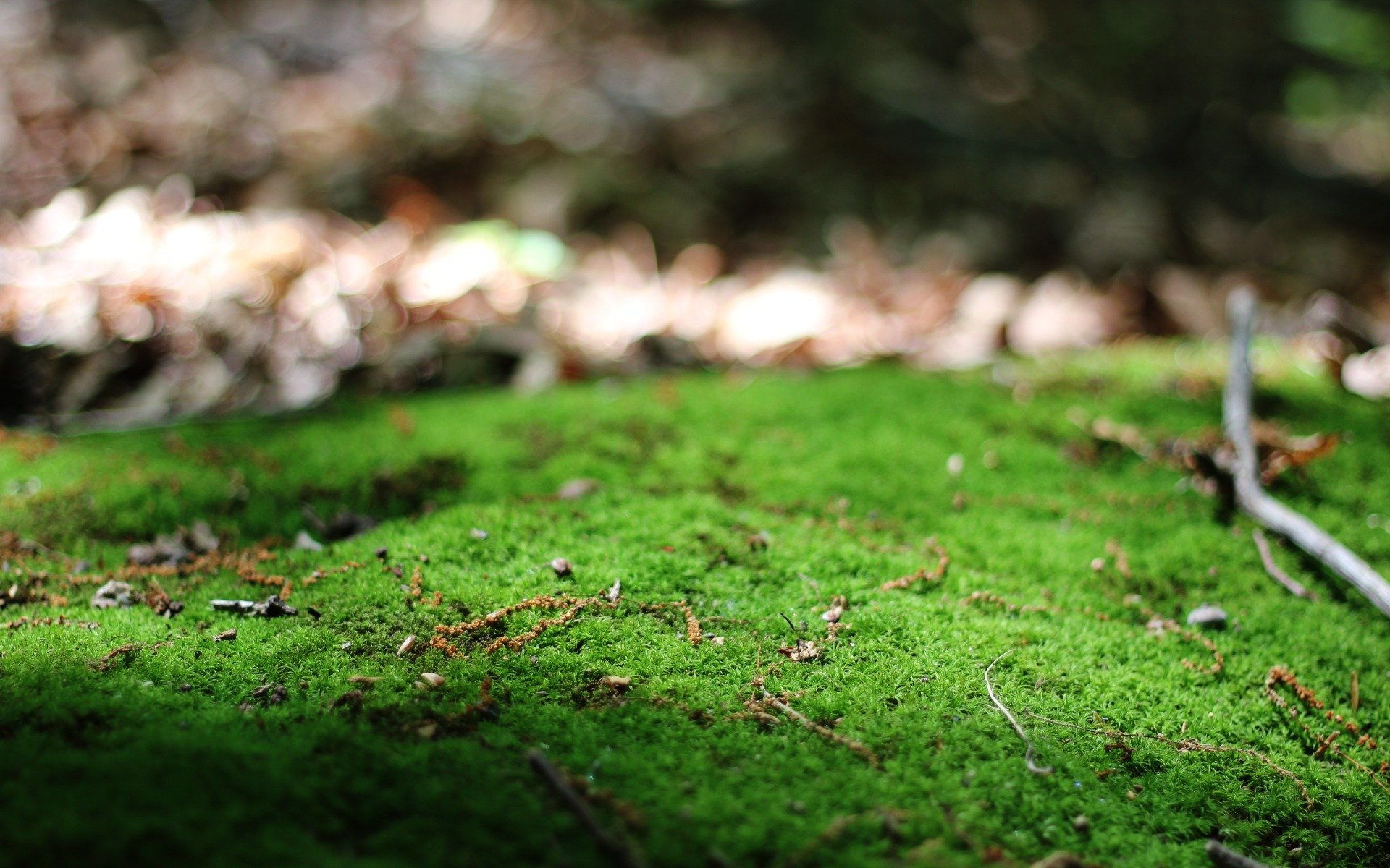 grün zweige natur makro