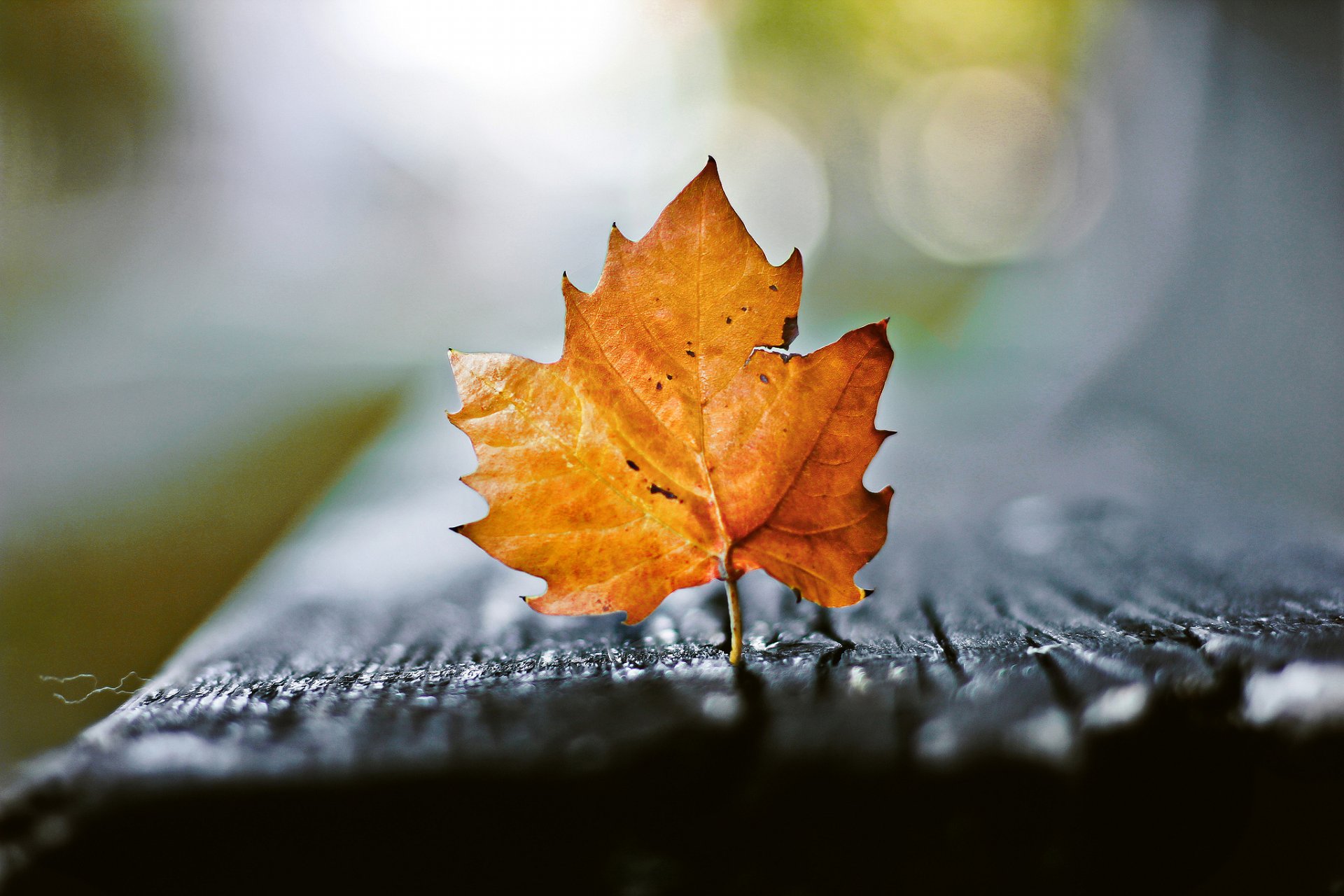 macro foglia bokeh autunno