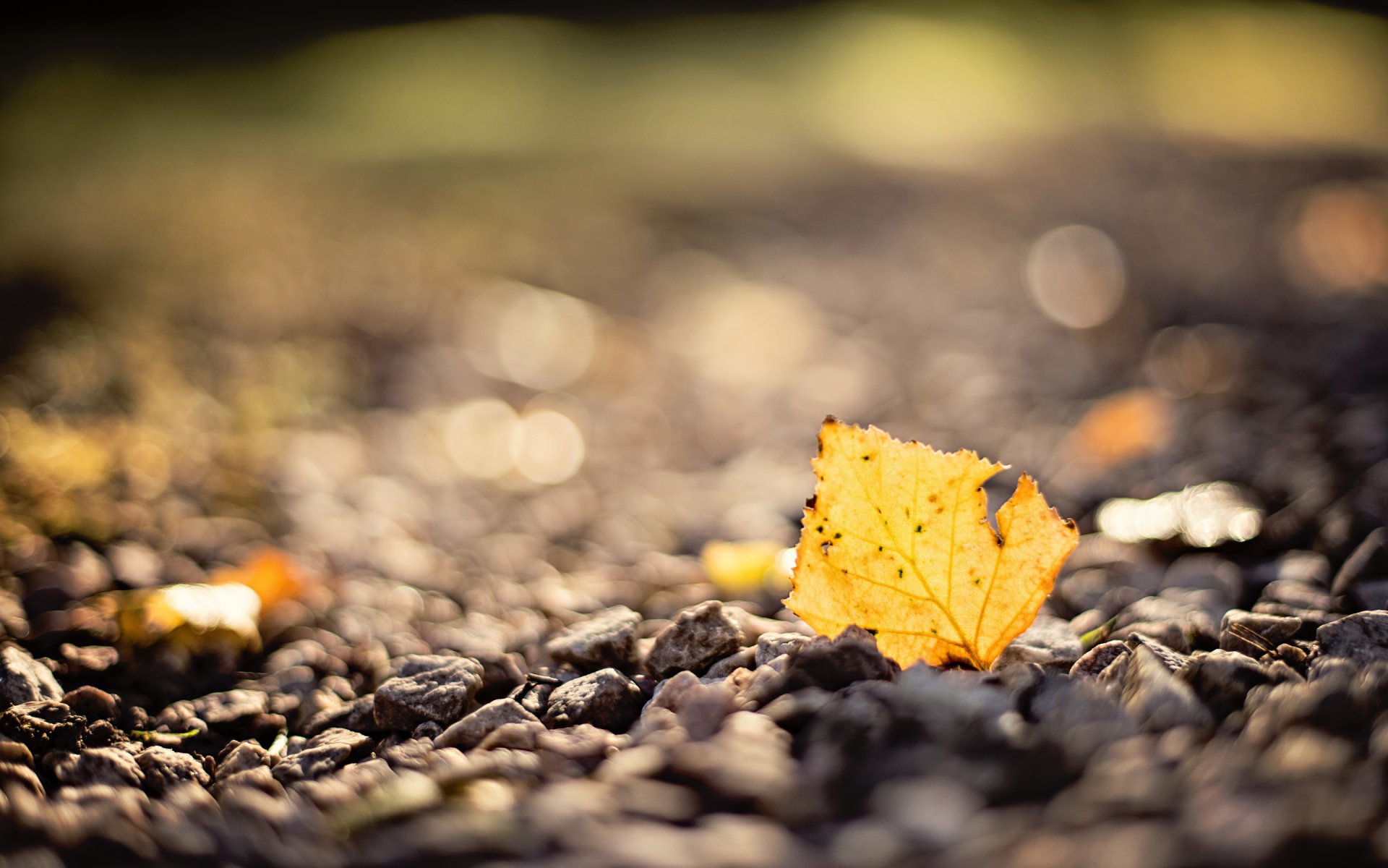 automne feuille macro pierres flou bokeh