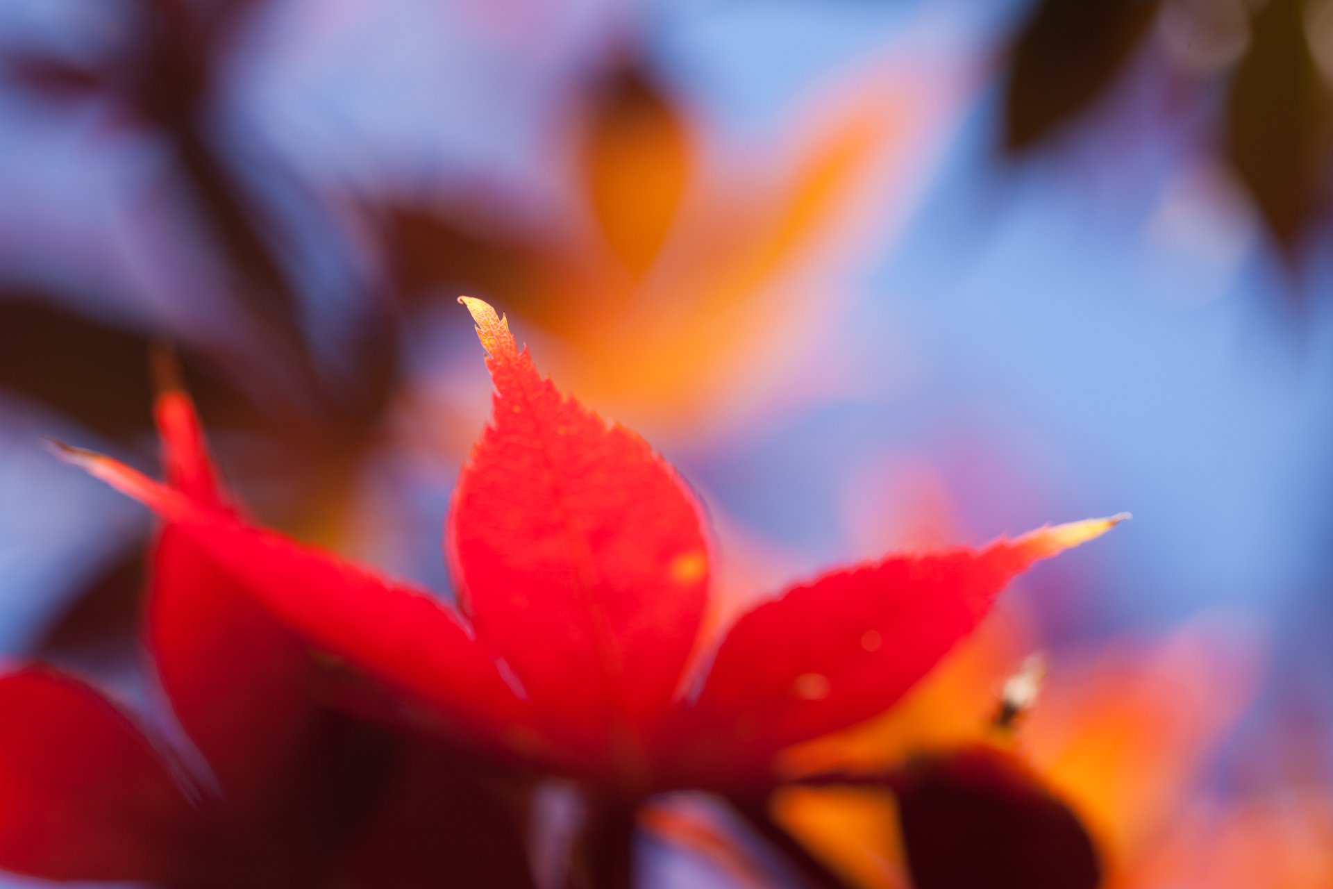 autunno foglia acero arancione luminoso macro sfocatura