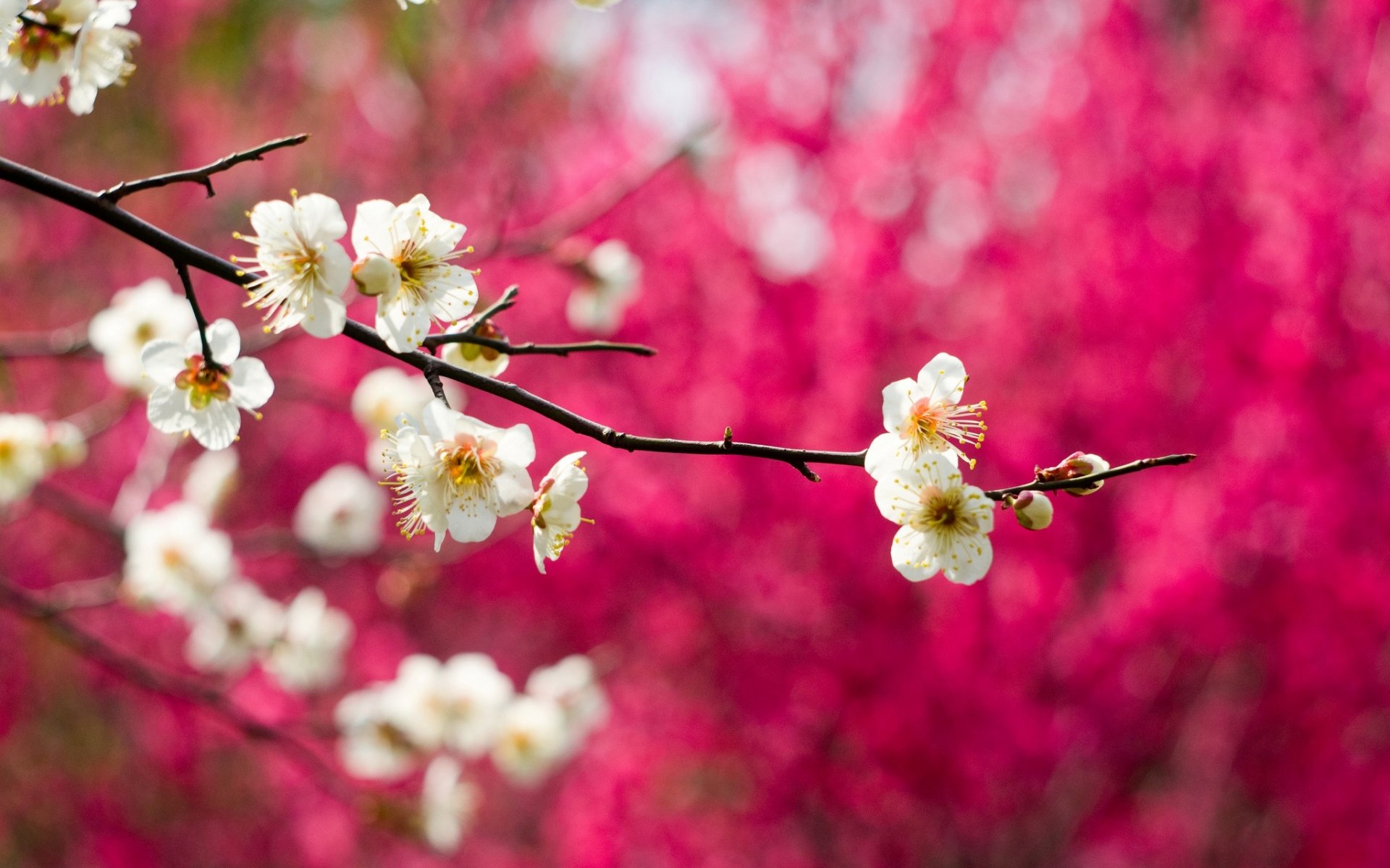 floraison fleurs blanc branche arbre prune macro printemps nature