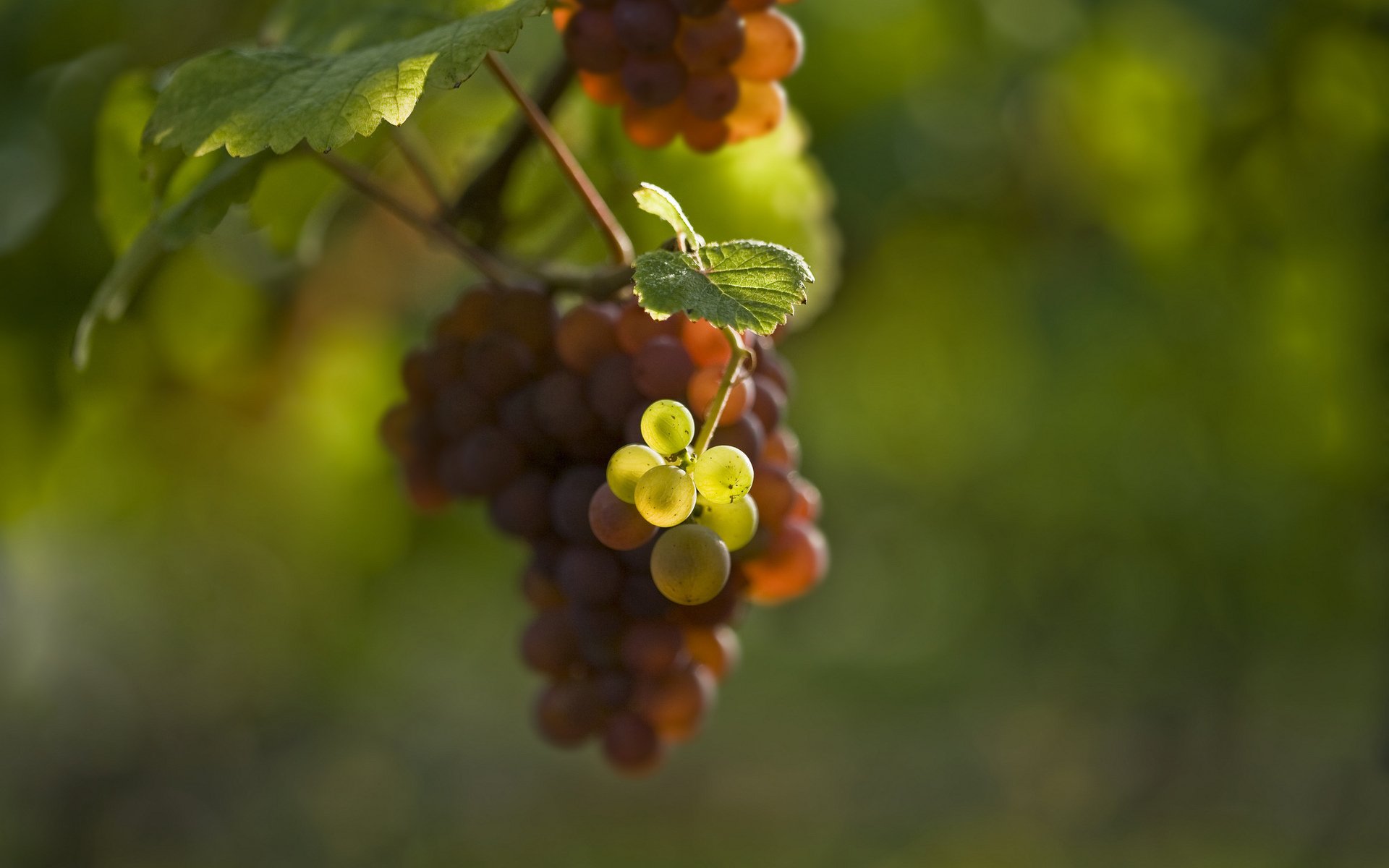 raisin grappe baie feuilles flou