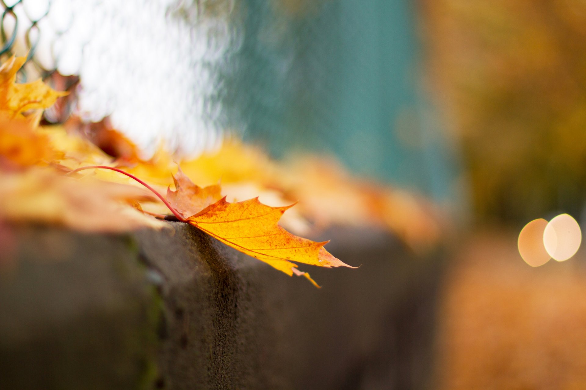 macro foglia autunno bokeh recinzione rete