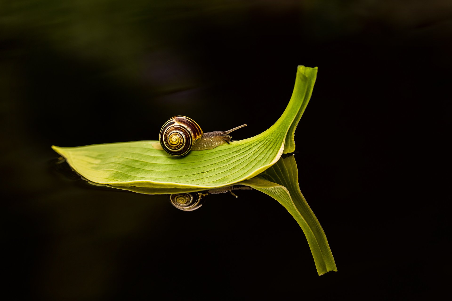 close up dark water snail trips sheet green reflection