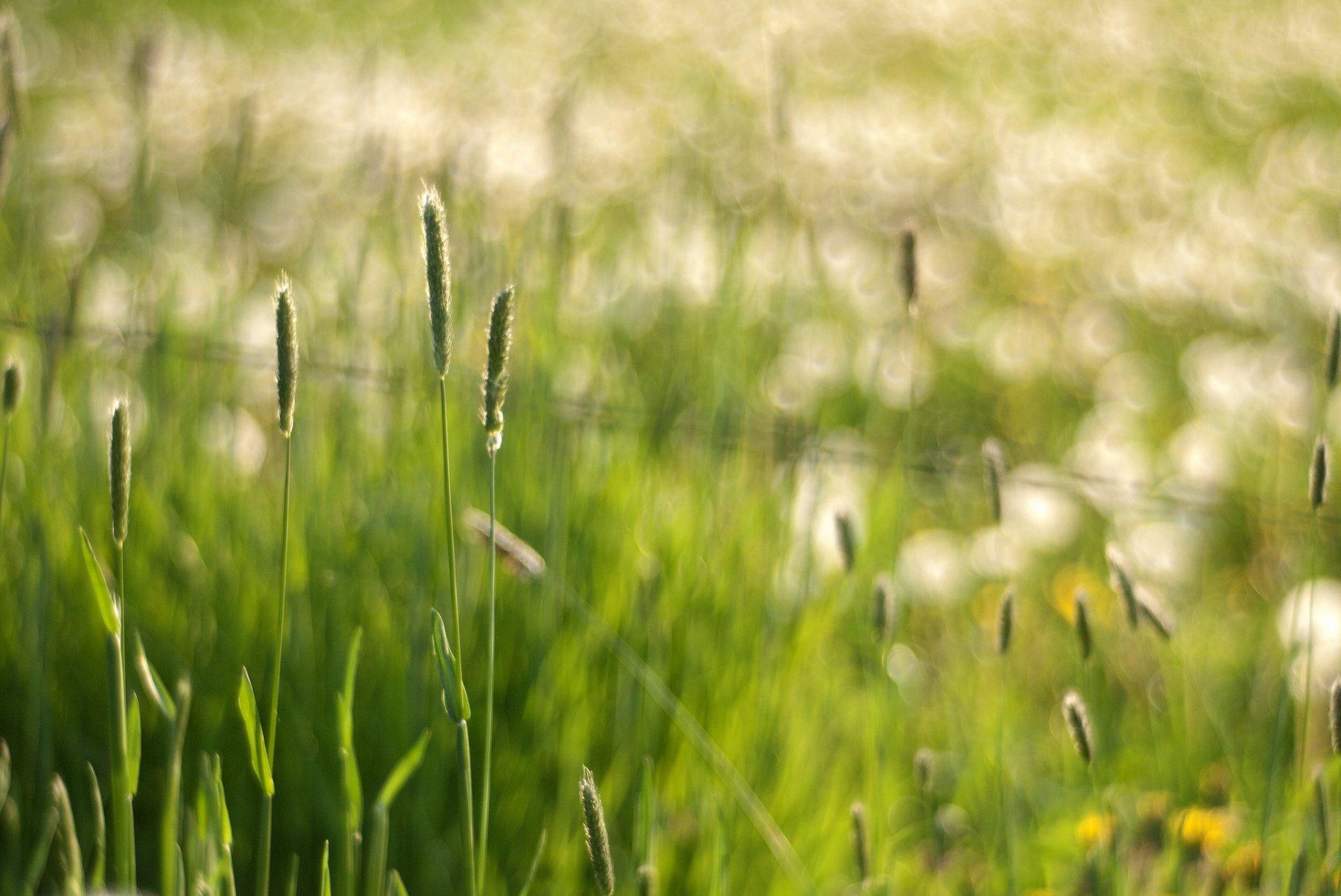 close up grass spikes bokeh reflection