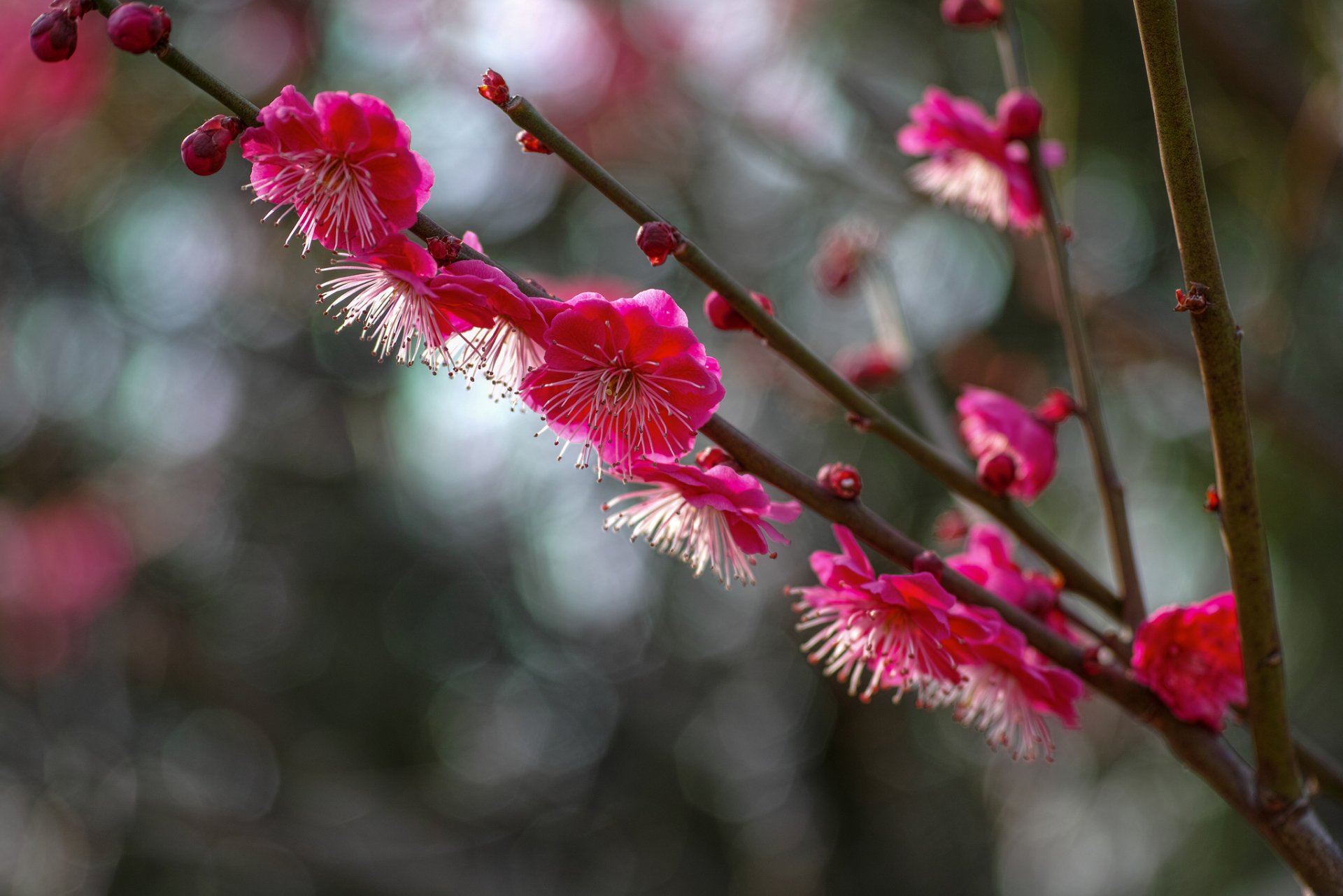 albero rami prugna cremisi fiori fioritura petali abbagliamento macro sfocatura