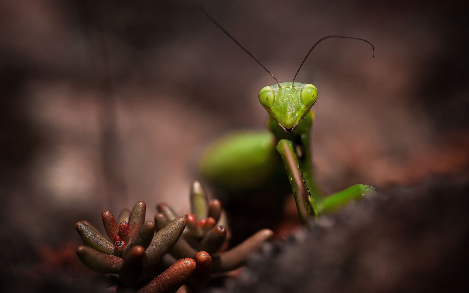 mantis insekt makro pflanze grün