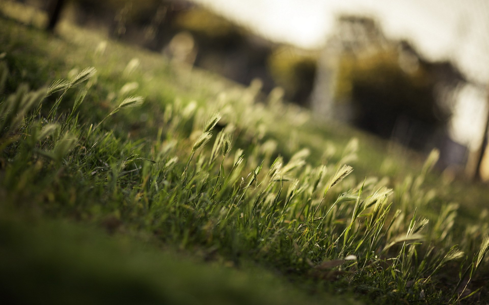 herbe nature gros plan