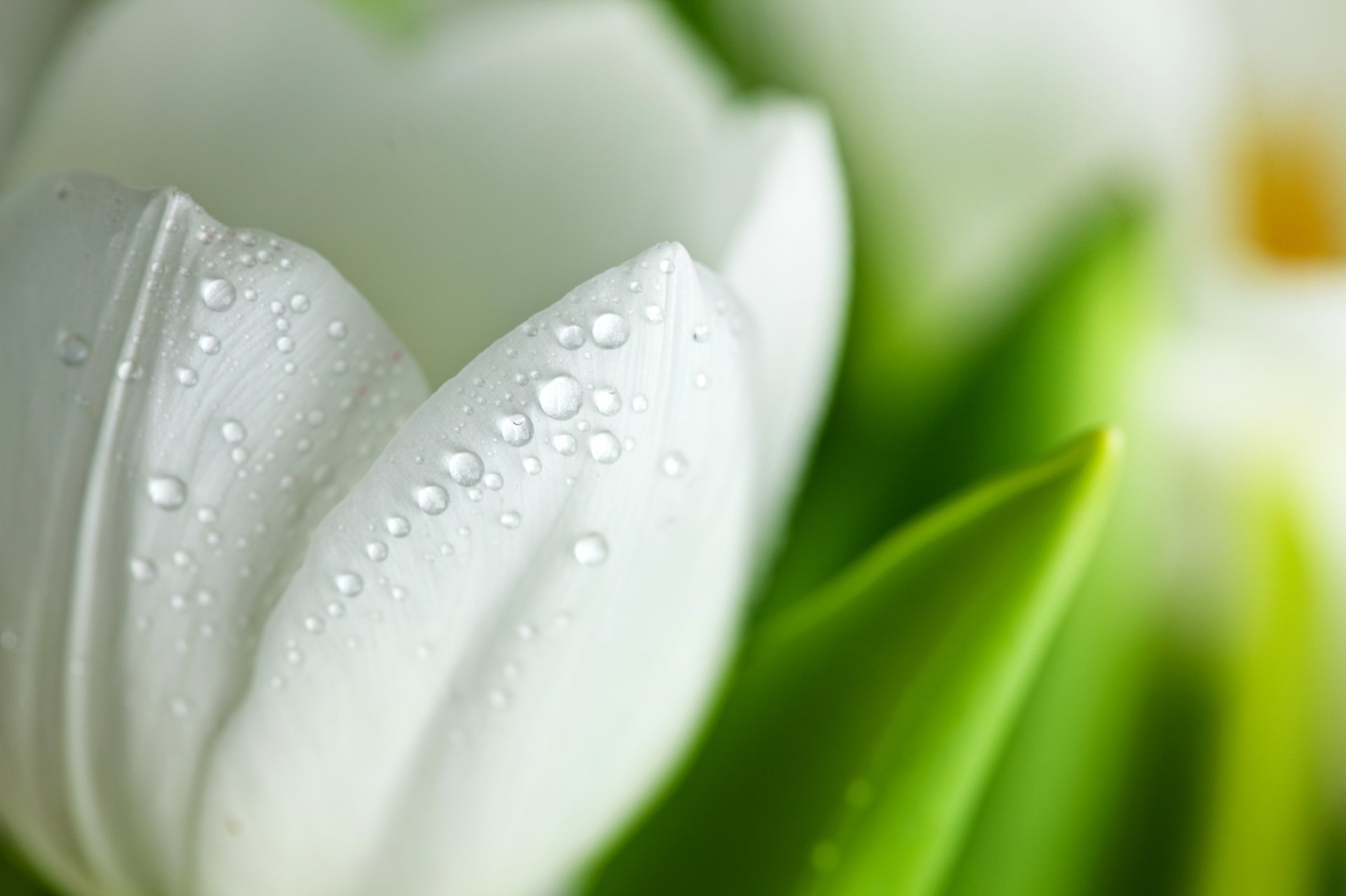 tulipano bianco petali fiore gocce macro