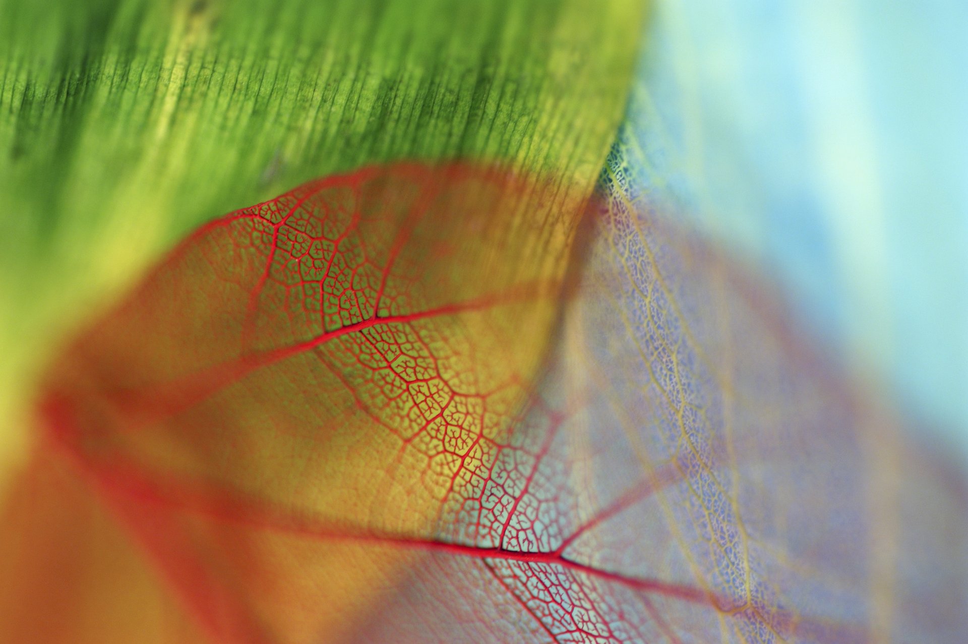 leaves streaks bokeh blue red