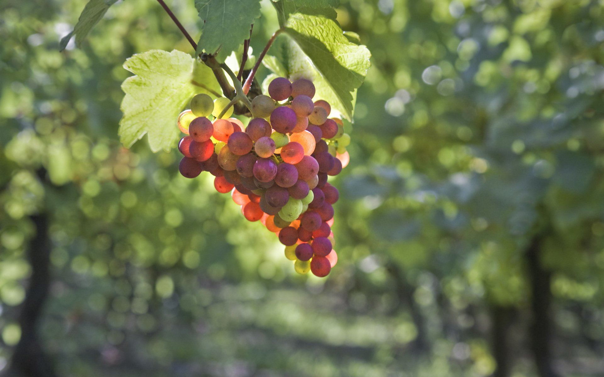 trauben trauben beeren blätter