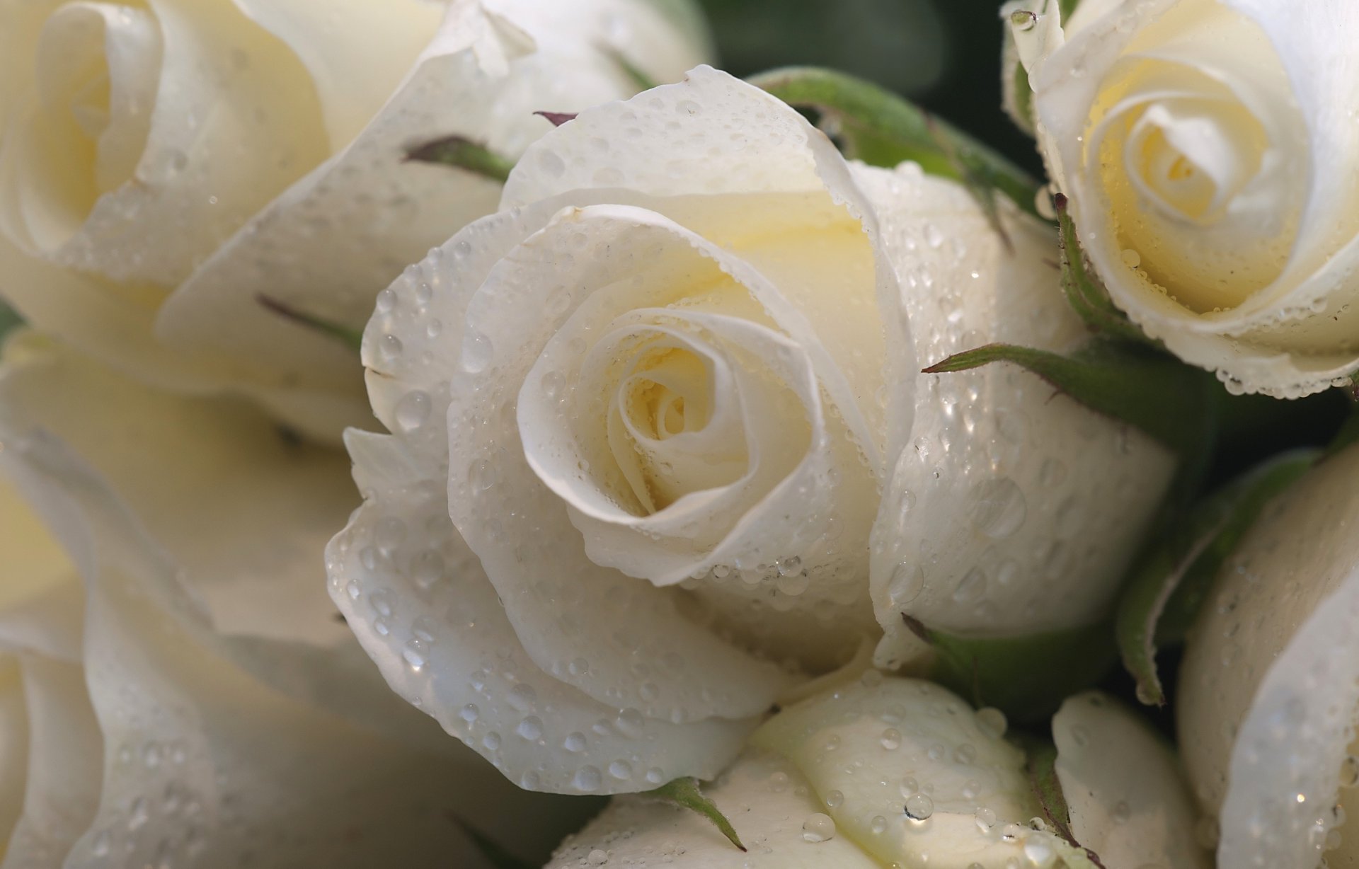 roses blanc gouttes gros plan fleurs