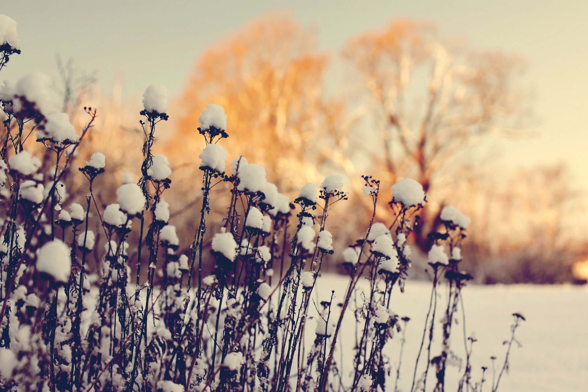 macro inverno legno secco neve