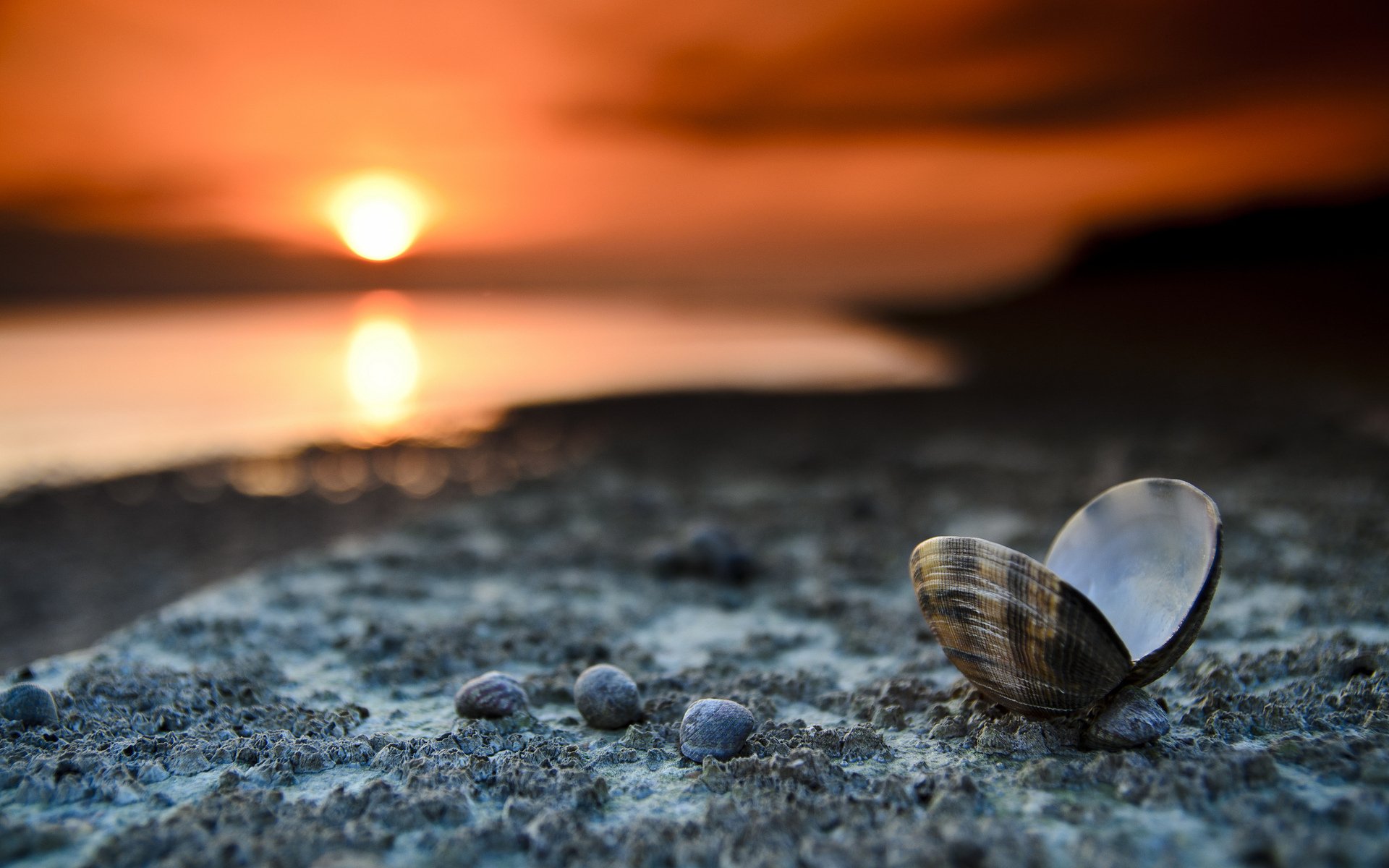 beach shells sunset landscape close up