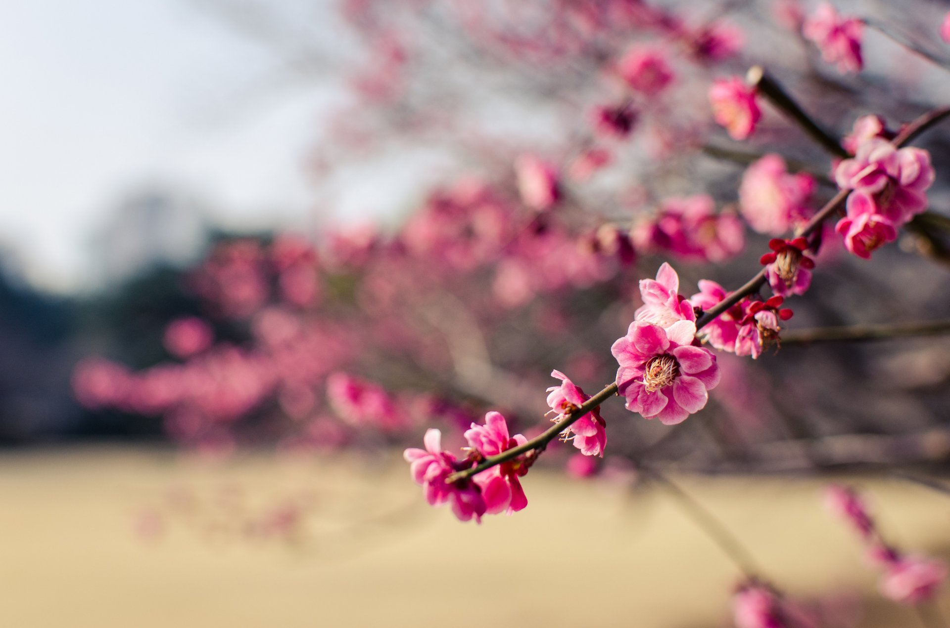 japan park drain tree branches flower pink petals close up blur