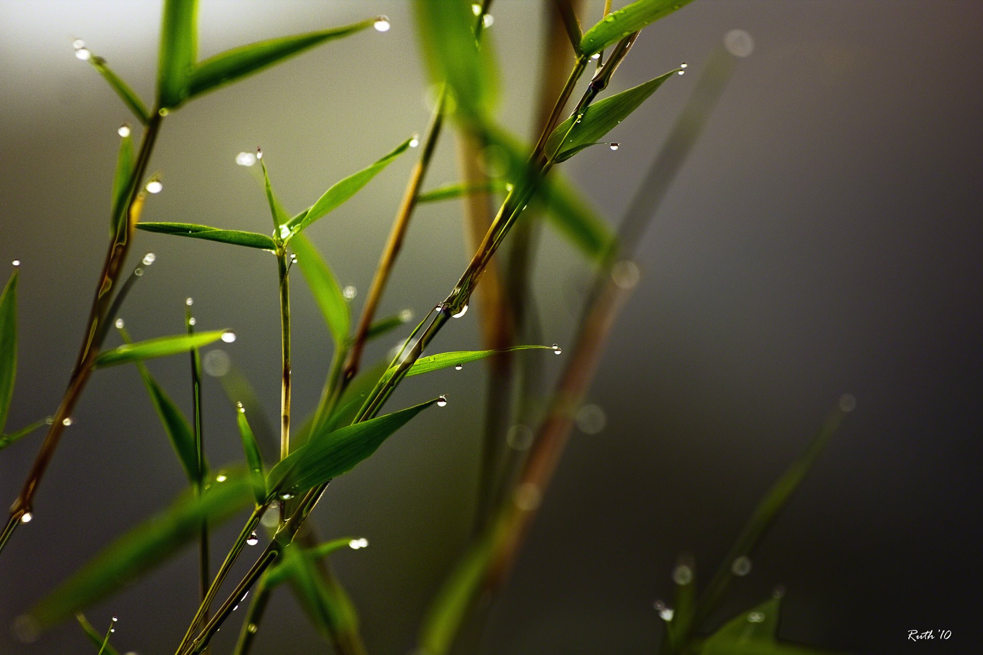 close up bamboo drops peresharp ruth mora rhotography